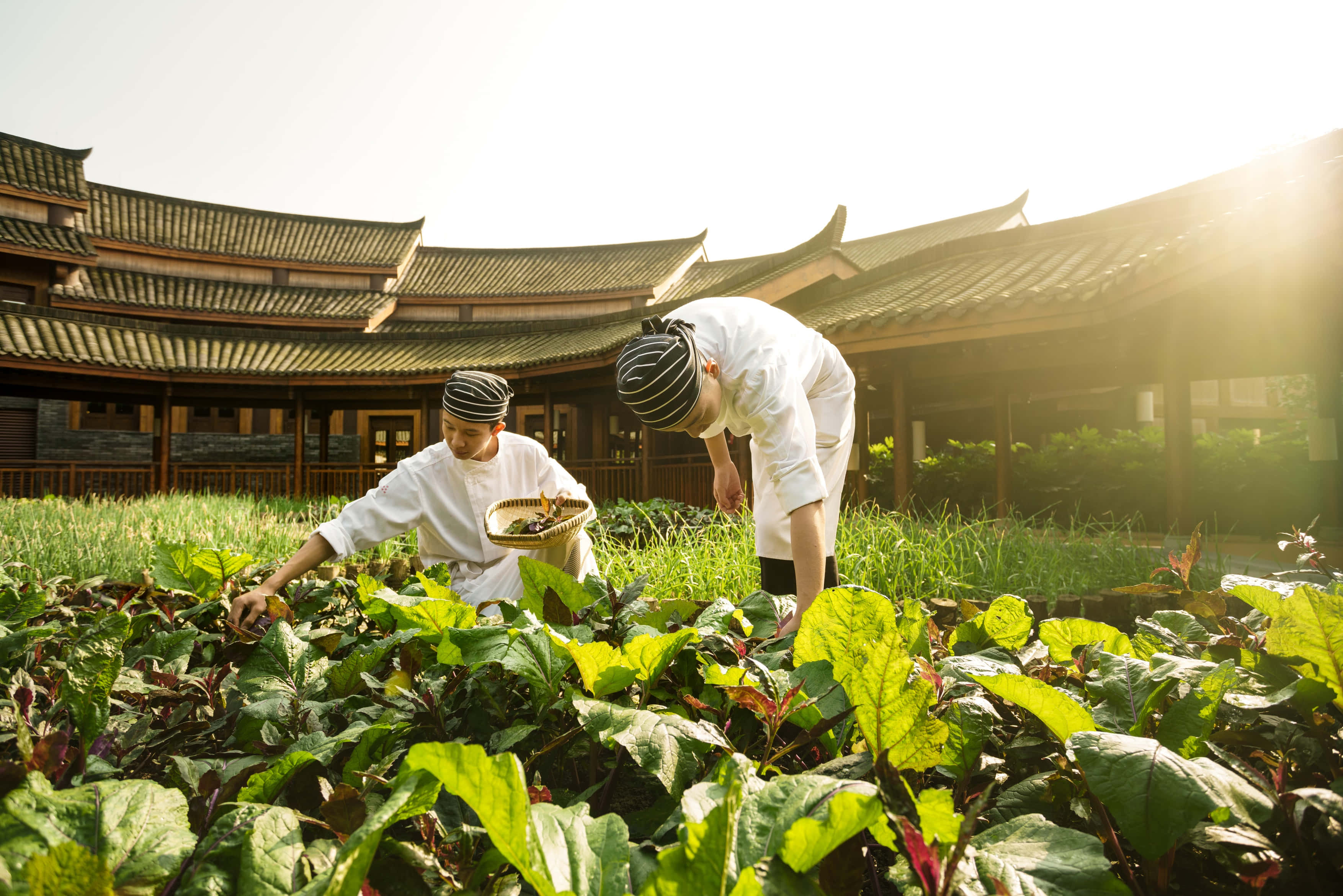 Eco-tourism 桌布 壁紙 — 兩位身穿白色制服的廚師在陽光普照的庭院中收割鮮活的綠葉蔬菜，庭院有傳統瓦頂。