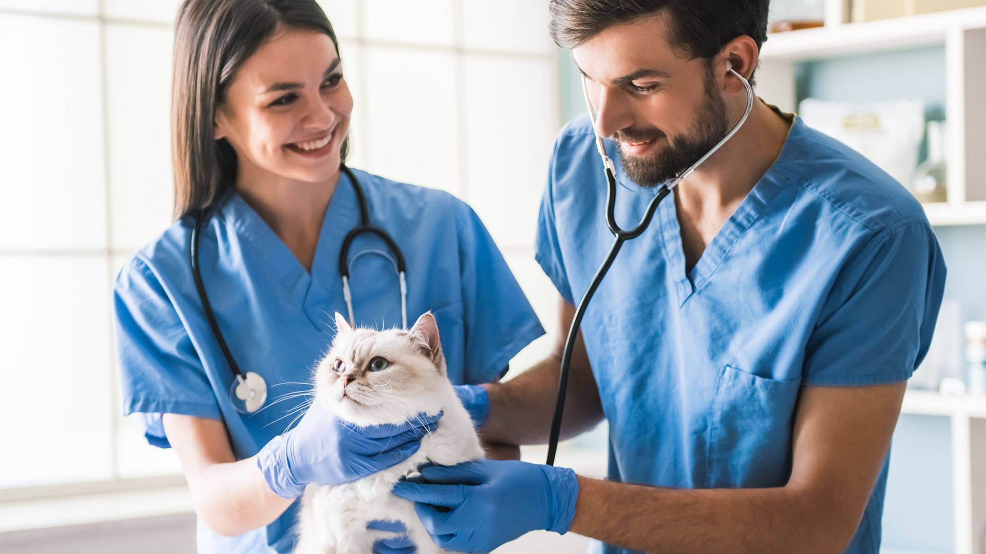 Cats 桌布 壁紙 — 兩位面帶微笑的獸醫穿著藍色手術衣，在明亮的診所裡用聽診器輕輕檢查一隻毛茸茸的白貓。