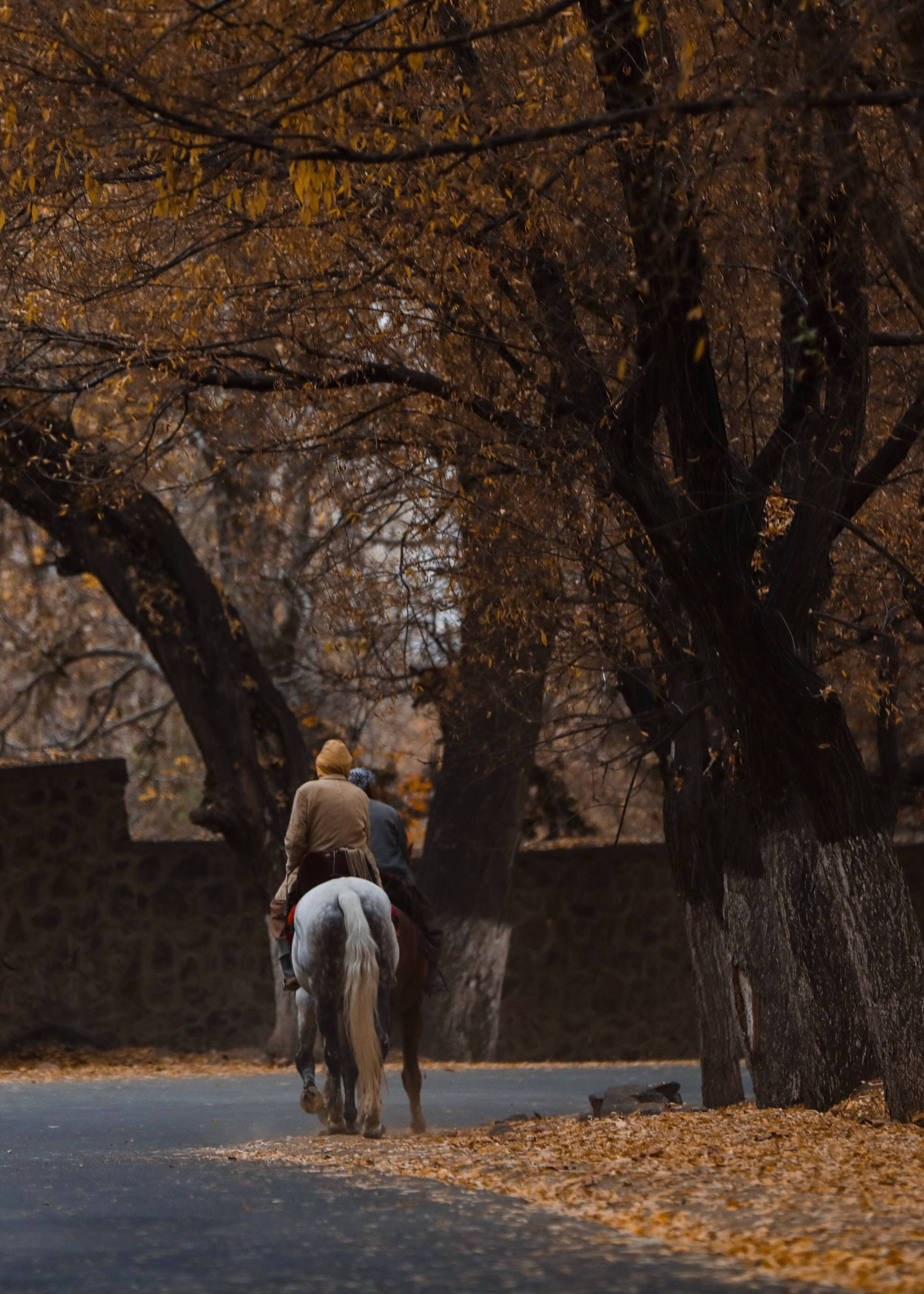 Kabul 桌布 壁紙 — 兩位騎手騎著馬，沿著一條鋪滿落葉的小路前行，兩旁是高聳的秋樹，樹葉金黃。
