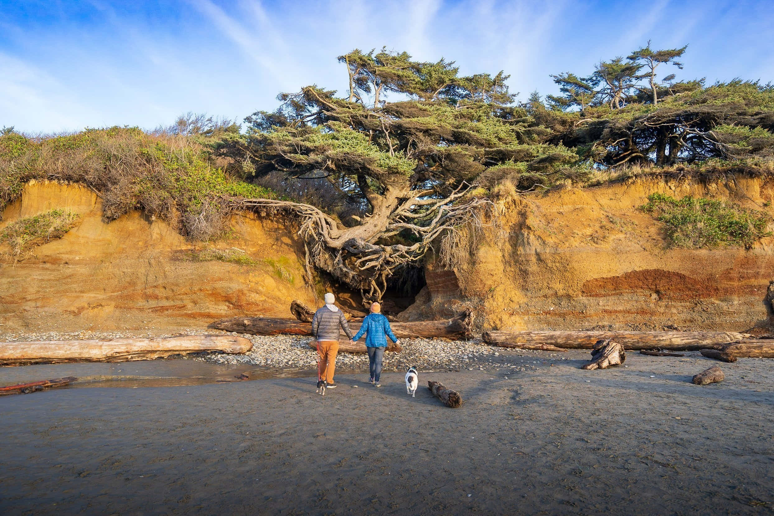 Tree Of Life 桌布 壁紙 — 兩個人和一隻狗在沙灘上漫步，沙灘上方有一棵巨大的被風吹拂的樹，從色彩繽紛的懸崖面上生長出來，頭頂是明亮的藍天。