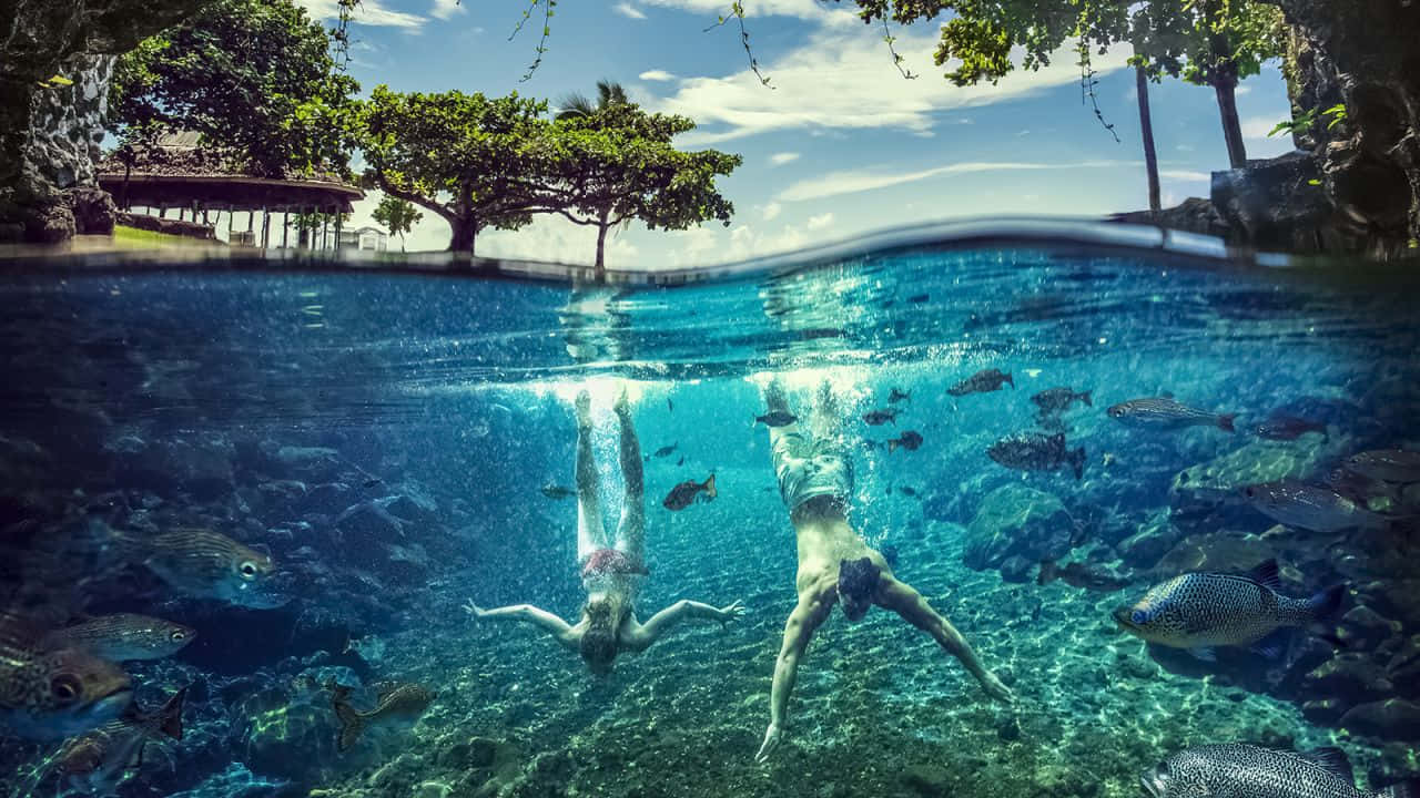 人物 桌布 壁紙 — 兩個人在清澈見底的泳池中游泳，周圍有熱帶魚和上方茂密的綠樹。