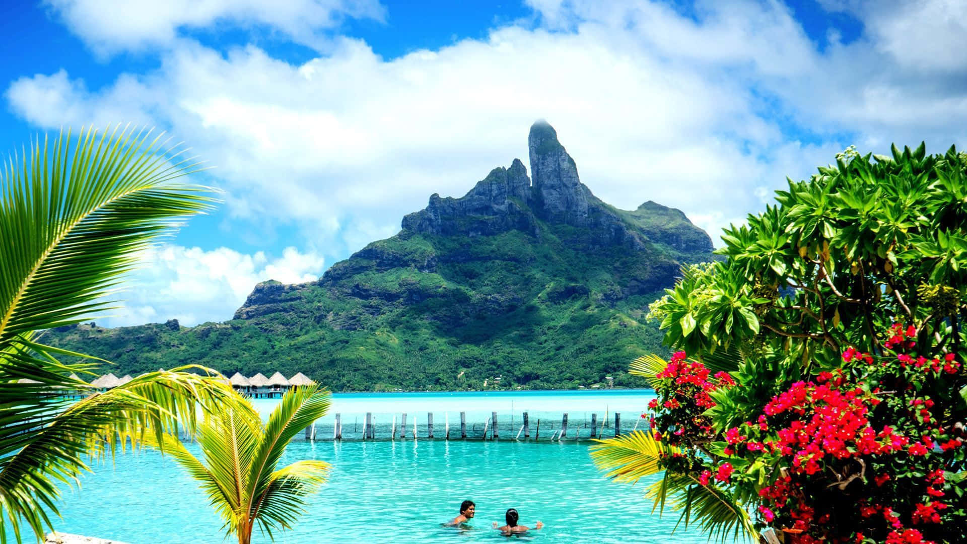 Bora Bora 桌布 壁紙 — 兩個人在碧綠色的水中游泳，周圍環繞著棕櫚葉和鮮豔的紅色花朵，背後是鬱鬱蔥蔥的綠色山脈。