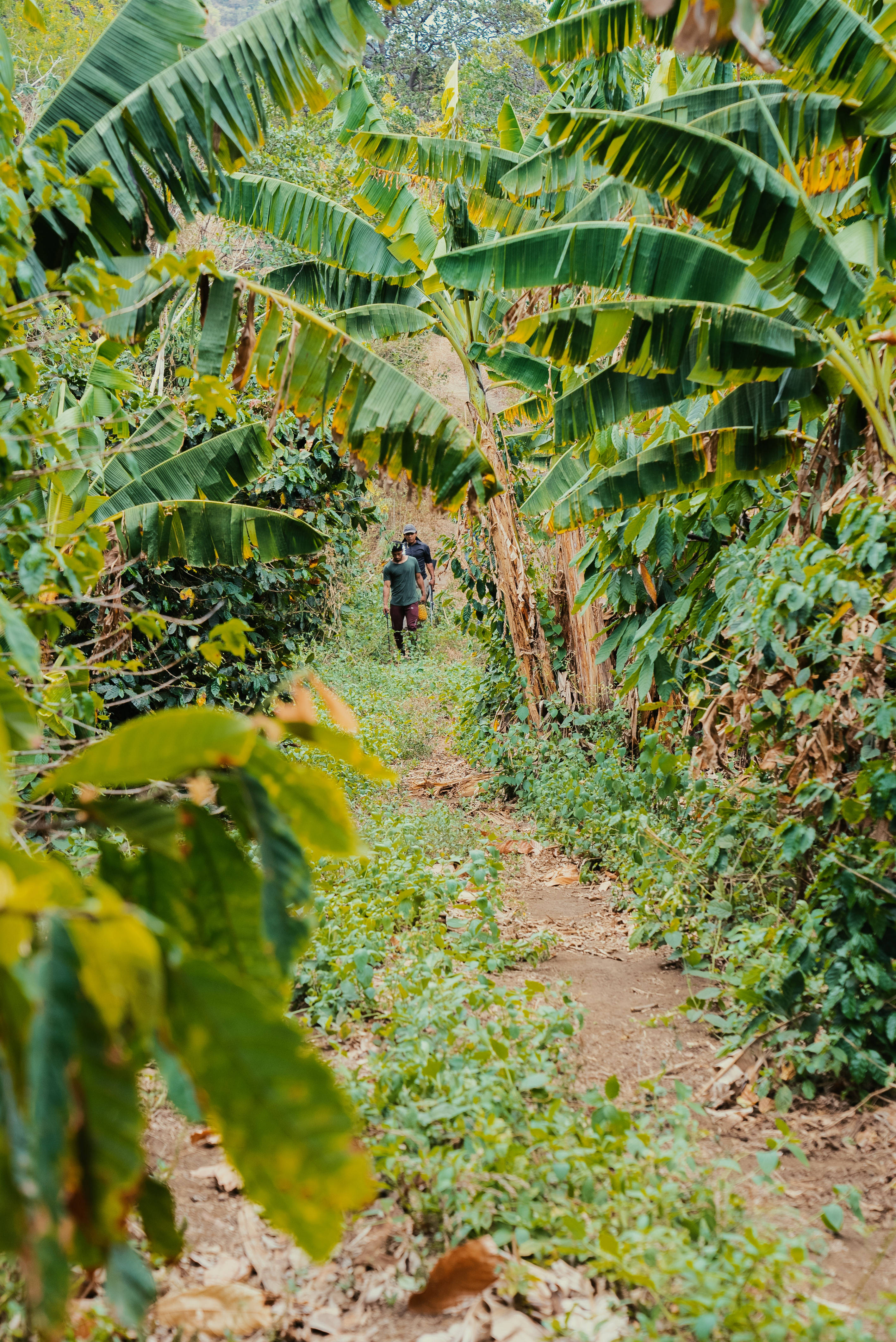 Nicaragua 桌布 壁紙 — 兩個人物在熱帶叢林中，沿著一條狹窄的泥路行走，兩旁是高聳的香蕉植物和茂密的綠色樹葉。