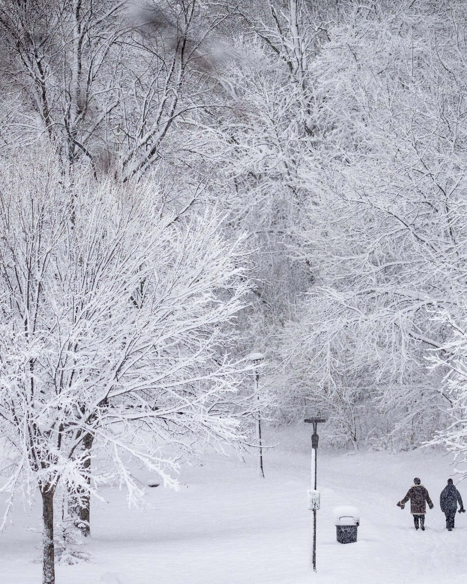 背景 桌布 壁紙 — 兩個人走過一個寧靜的冬季公園，白雪覆蓋，霜凍的樹木在頭頂彎曲成拱形。
