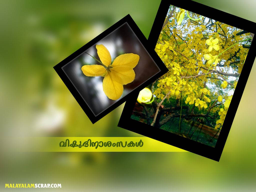 Vishu 桌布 壁紙 — 兩個傾斜的相框展示了一朵黃色花和一棵開滿黃色花的樹，背景是柔和的綠色。