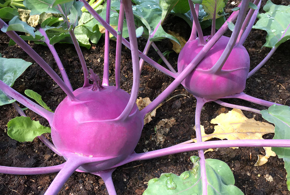 Healthy Food 桌布 壁紙 — 兩個充滿活力的紫色苤藍球莖在肥沃的土壤中生長，帶有綠葉和露珠在自然光下閃閃發光。