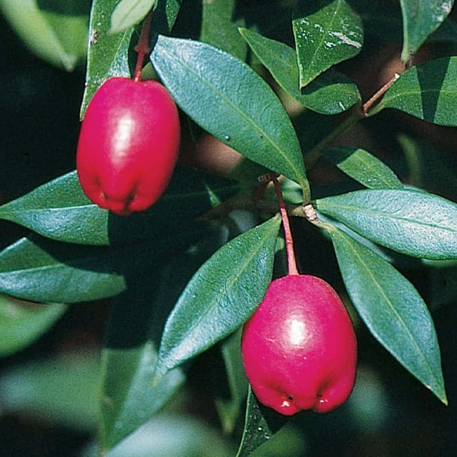 Fruit 桌布 壁紙 — 兩個光澤的紅色芭樂掛在樹枝上，周圍是鮮綠色的葉子，在明亮的陽光下。