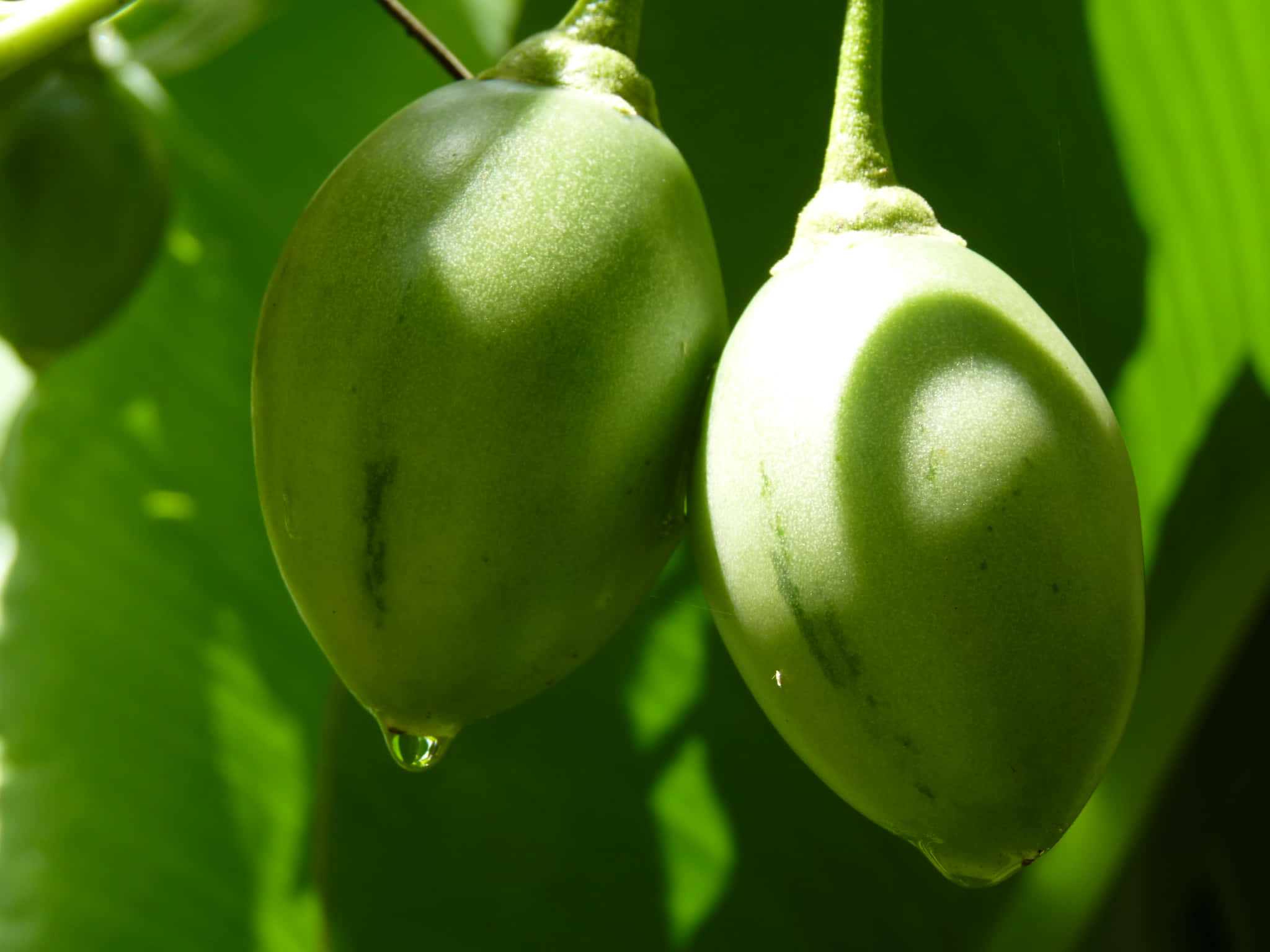 Fruit 桌布 壁紙 — 兩個光澤的綠色果實掛在樹枝上，水滴在明亮的陽光下在茂密的樹葉中閃閃發光。