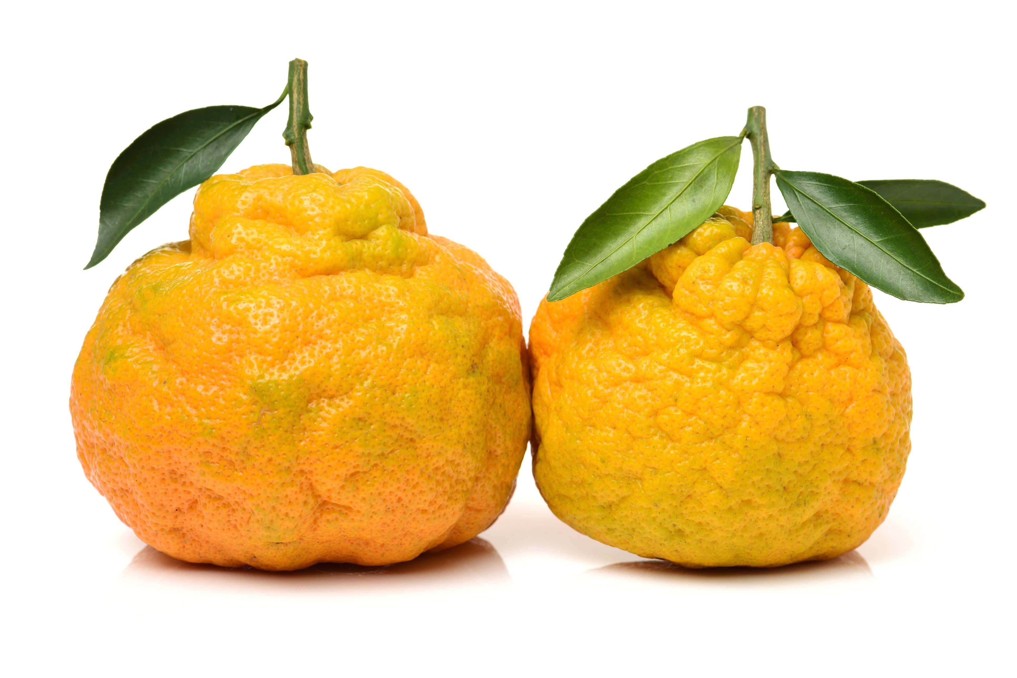 Fruits 桌布 壁紙 — 兩個凹凸不平的柑橘類水果，帶有綠色葉子，並排放在潔淨的白色背景上。