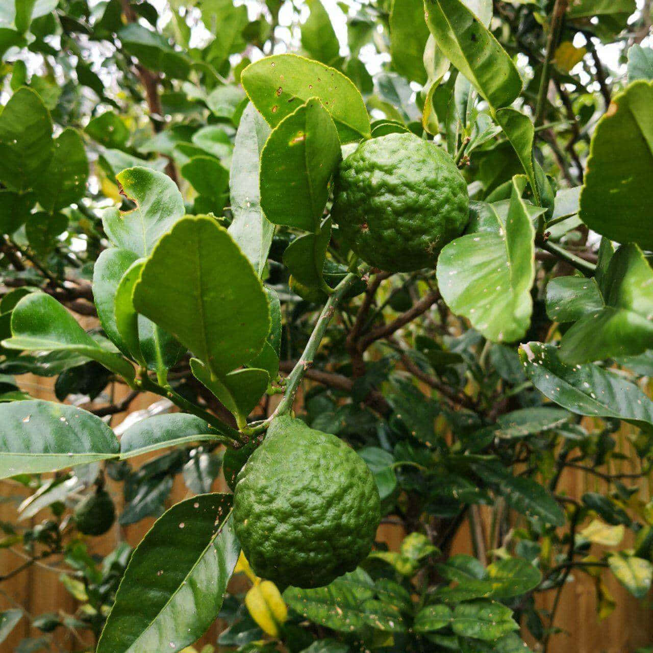 Fruit 桌布 壁紙 — 兩個凹凸不平的綠色柑橘類水果掛在茂密綠葉的樹上，背景是木柵欄。
