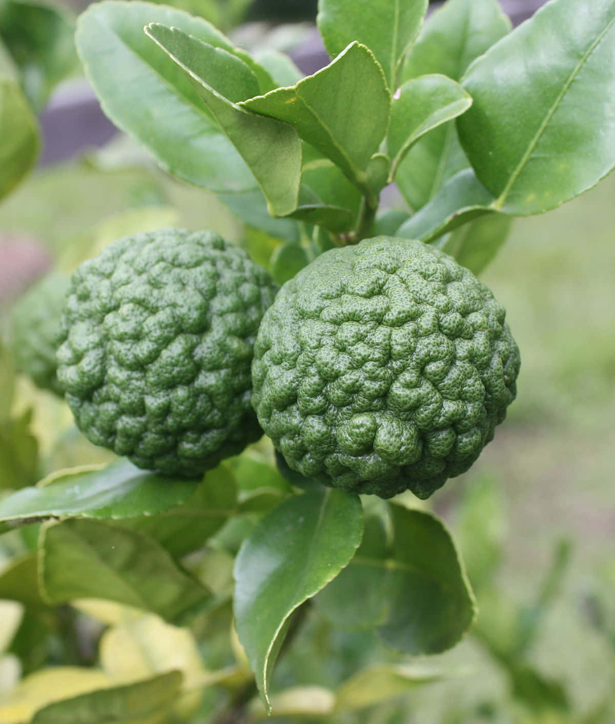 citrus 桌布 壁紙 — 兩個凹凸不平的綠色柑橘類水果掛在樹枝上茂密的葉子之間，沐浴在柔和自然光中。