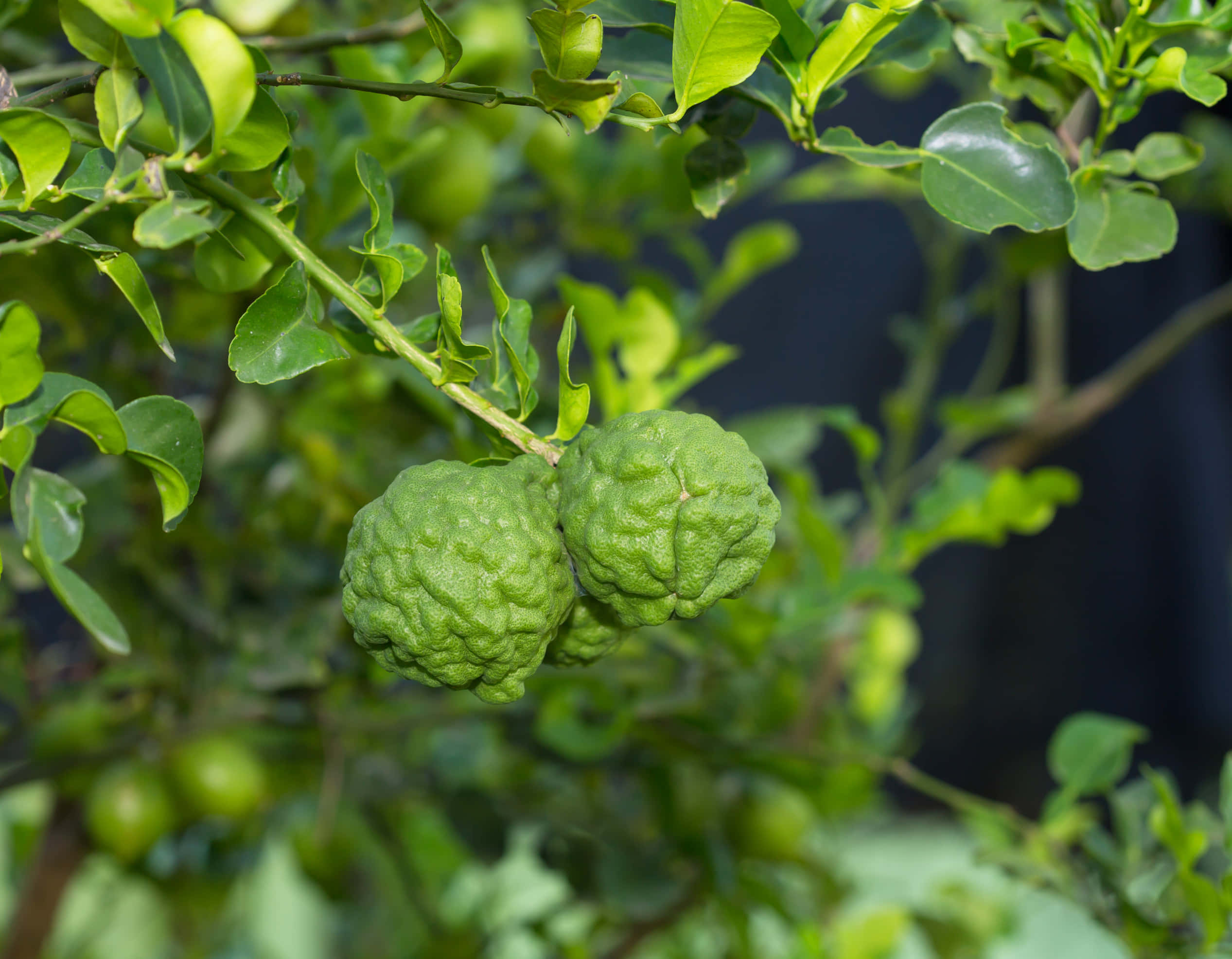 Fruit 桌布 壁紙 — 兩個凹凸不平的綠色柑橘類水果掛在樹葉茂密的樹枝上，光線柔和自然。