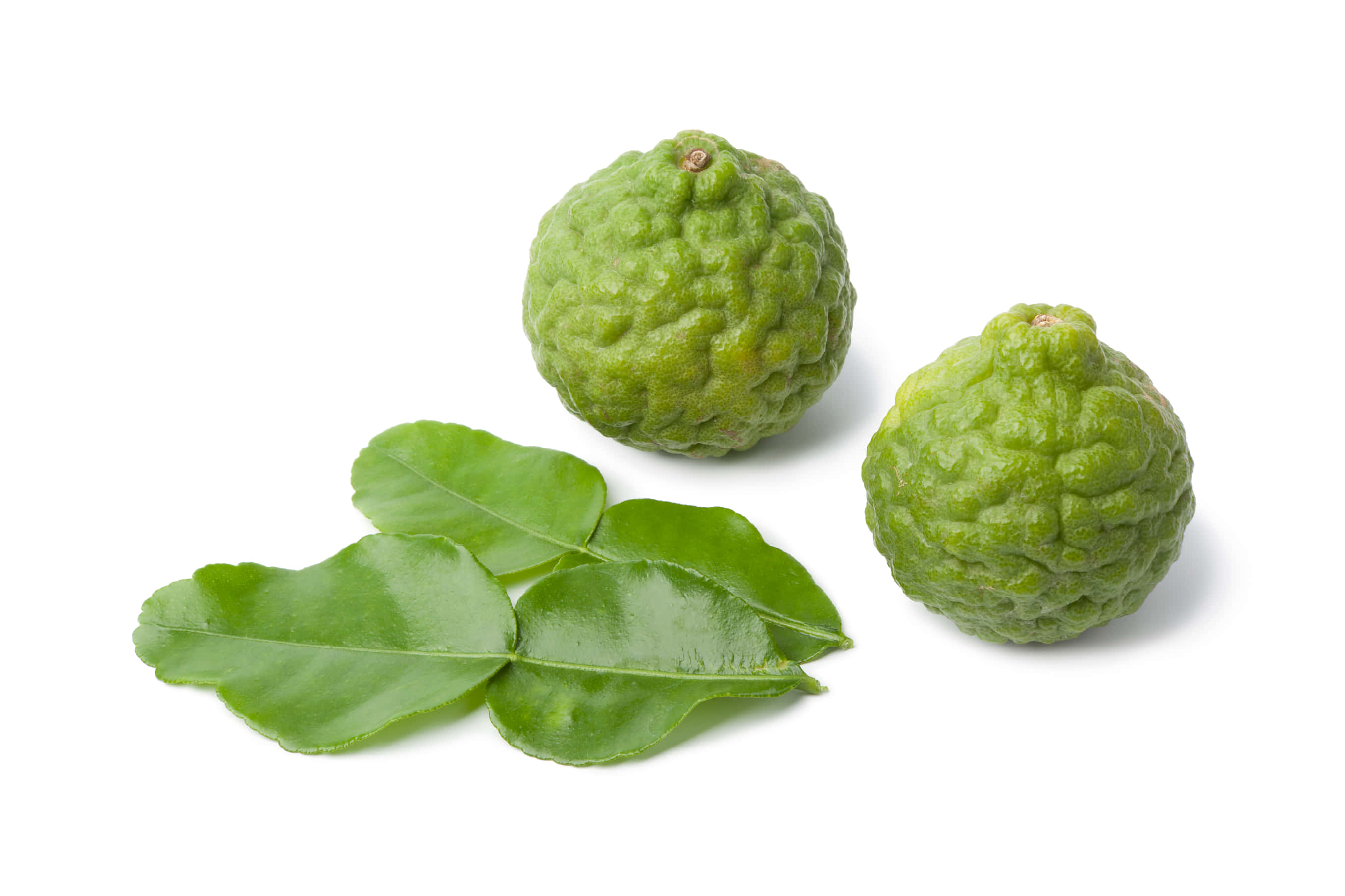 citrus 桌布 壁紙 — 兩個凹凸不平的綠色泰國青檸，帶有光澤的葉子，孤立在純白色背景上。