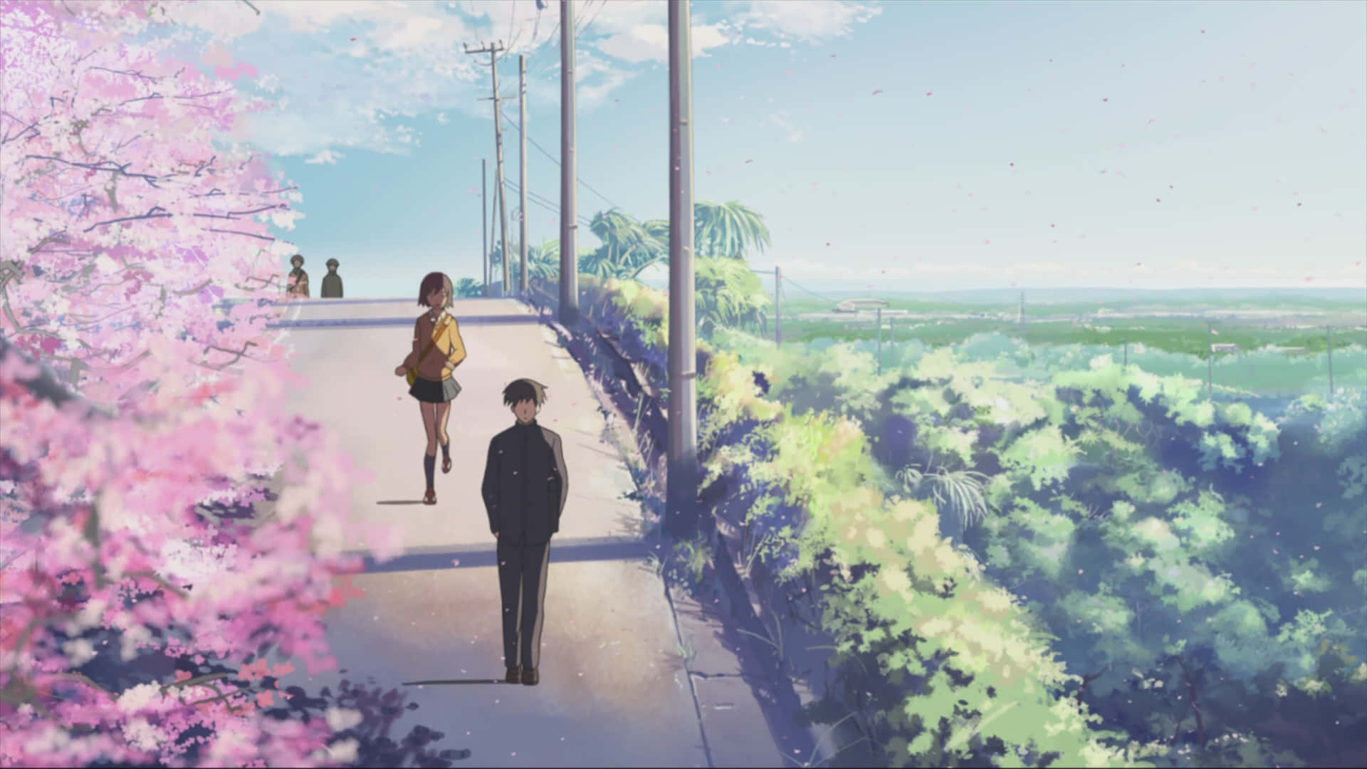 Makoto Shinkai 桌布 壁紙 — 兩個動漫青少年在陽光明媚的道路上行走，路邊種滿了粉紅色的櫻花，頭頂是明亮的藍天。