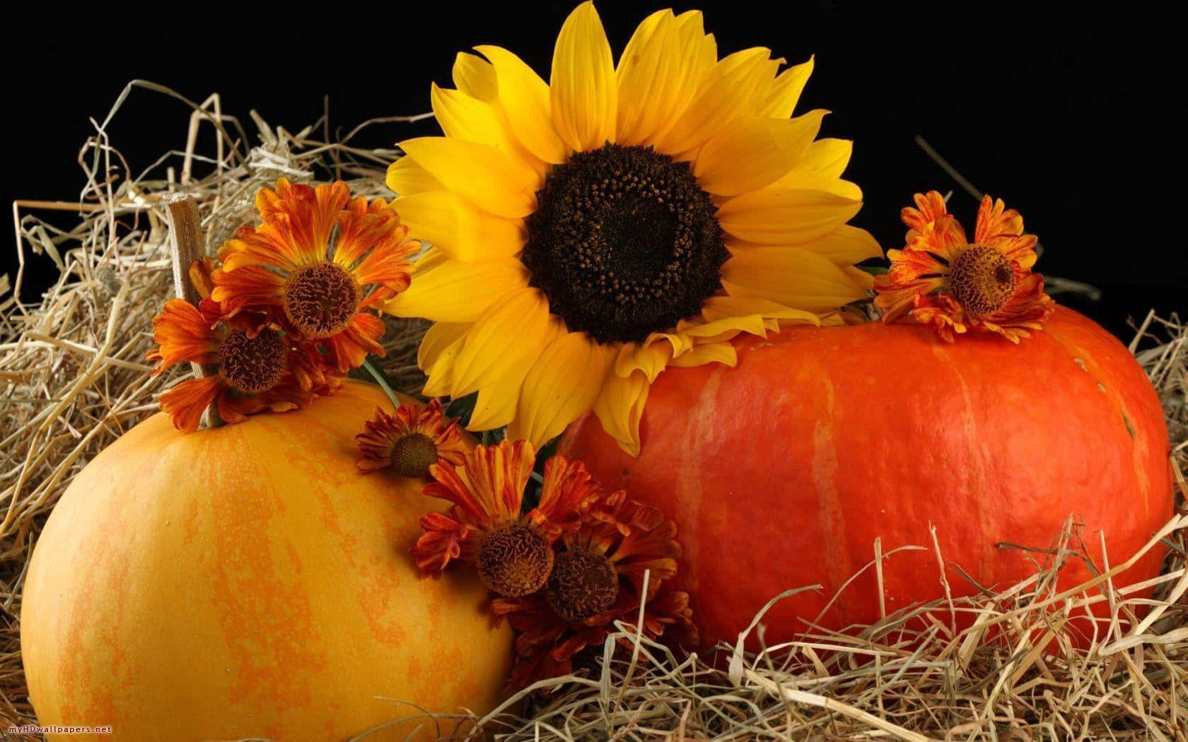 Fall Pumpkin 桌布 壁紙 — 兩個南瓜依偎在乾草中，配以一朵大向日葵和橙色萬壽菊，背景為黑色。