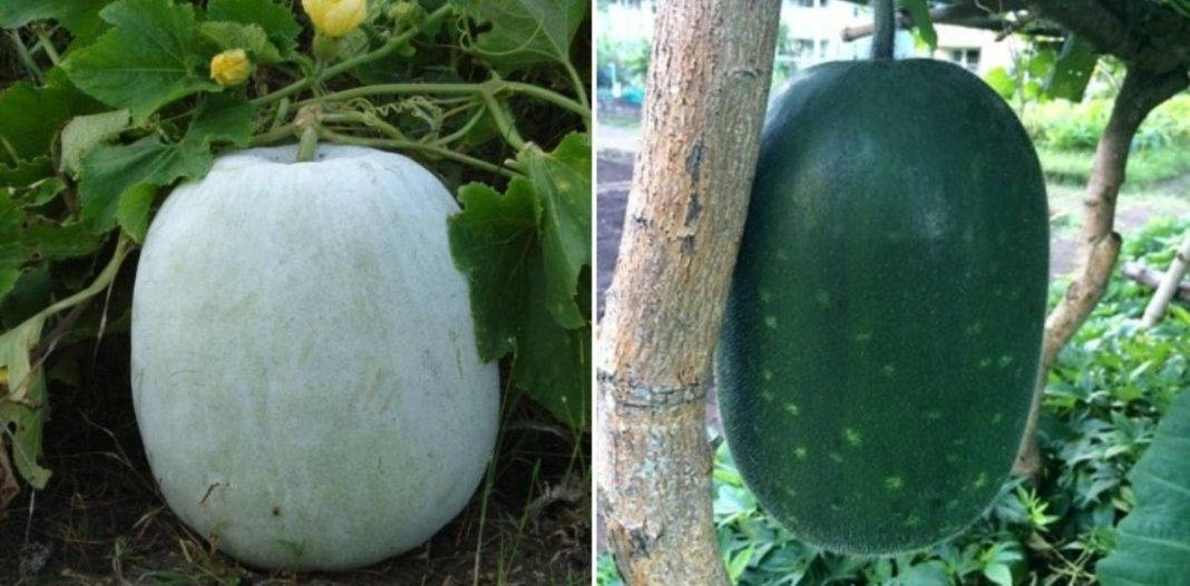 蔬菜 桌布 壁紙 — 兩個大型冬瓜，一個淡白色，一個深綠色，生長在茂盛花園床的藤蔓上。