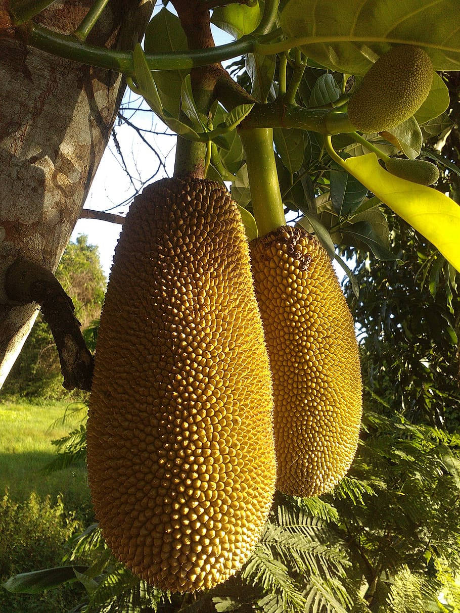 Fruit 桌布 壁紙 — 兩個帶刺的大菠蘿蜜沉重地掛在沐浴在溫暖金色陽光下的樹枝上。