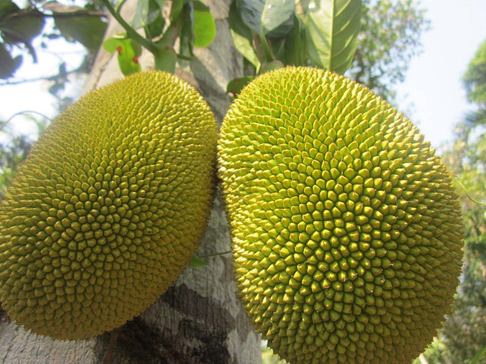 Fruits 桌布 壁紙 — 兩個帶刺的綠色大菠蘿蜜在明亮的日光下沉重地掛在樹幹上。