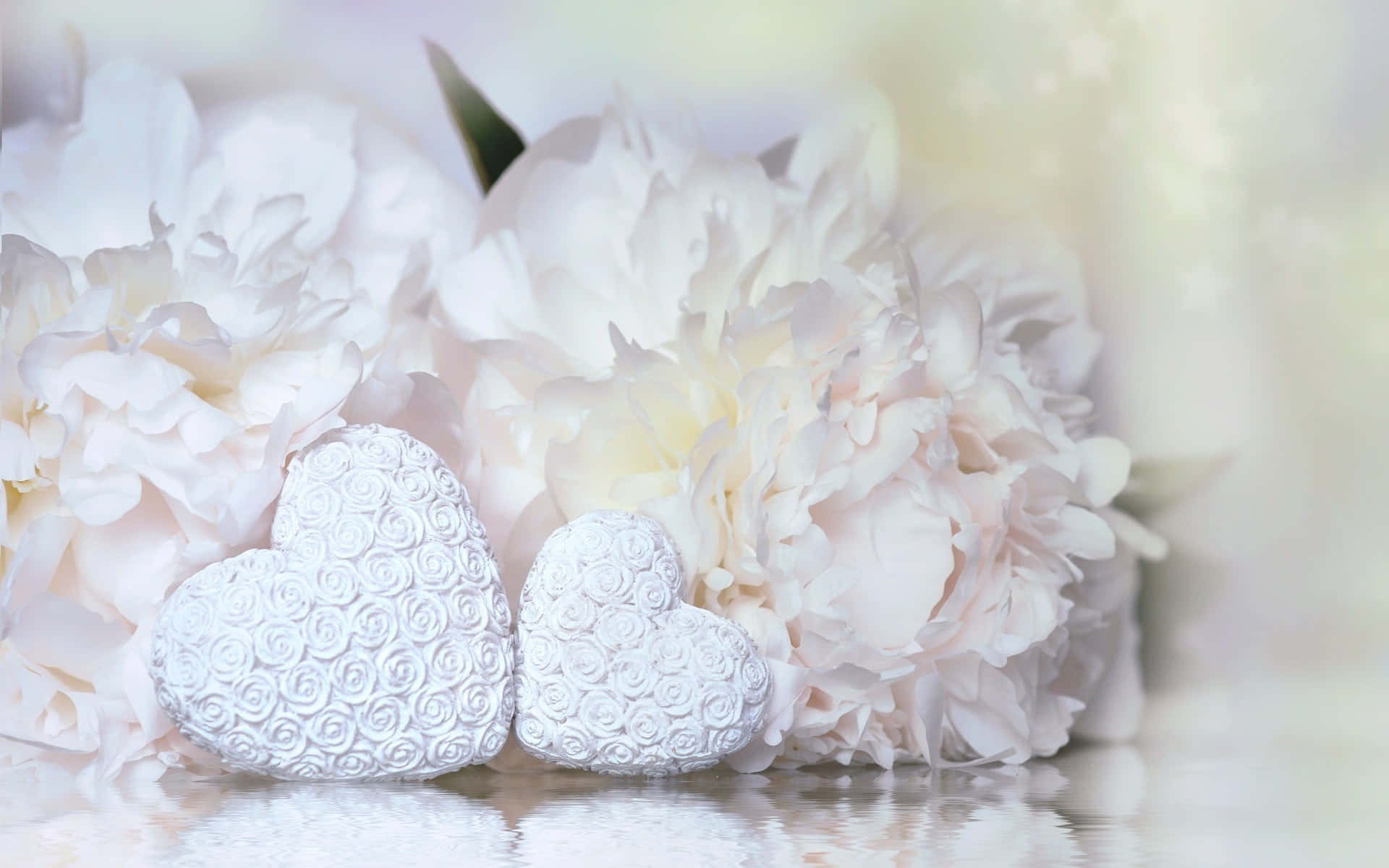 White Heart 桌布 壁紙 — 兩個帶紋理的白色心形在柔和日光中，安放在白色牡丹的柔軟花床前。
