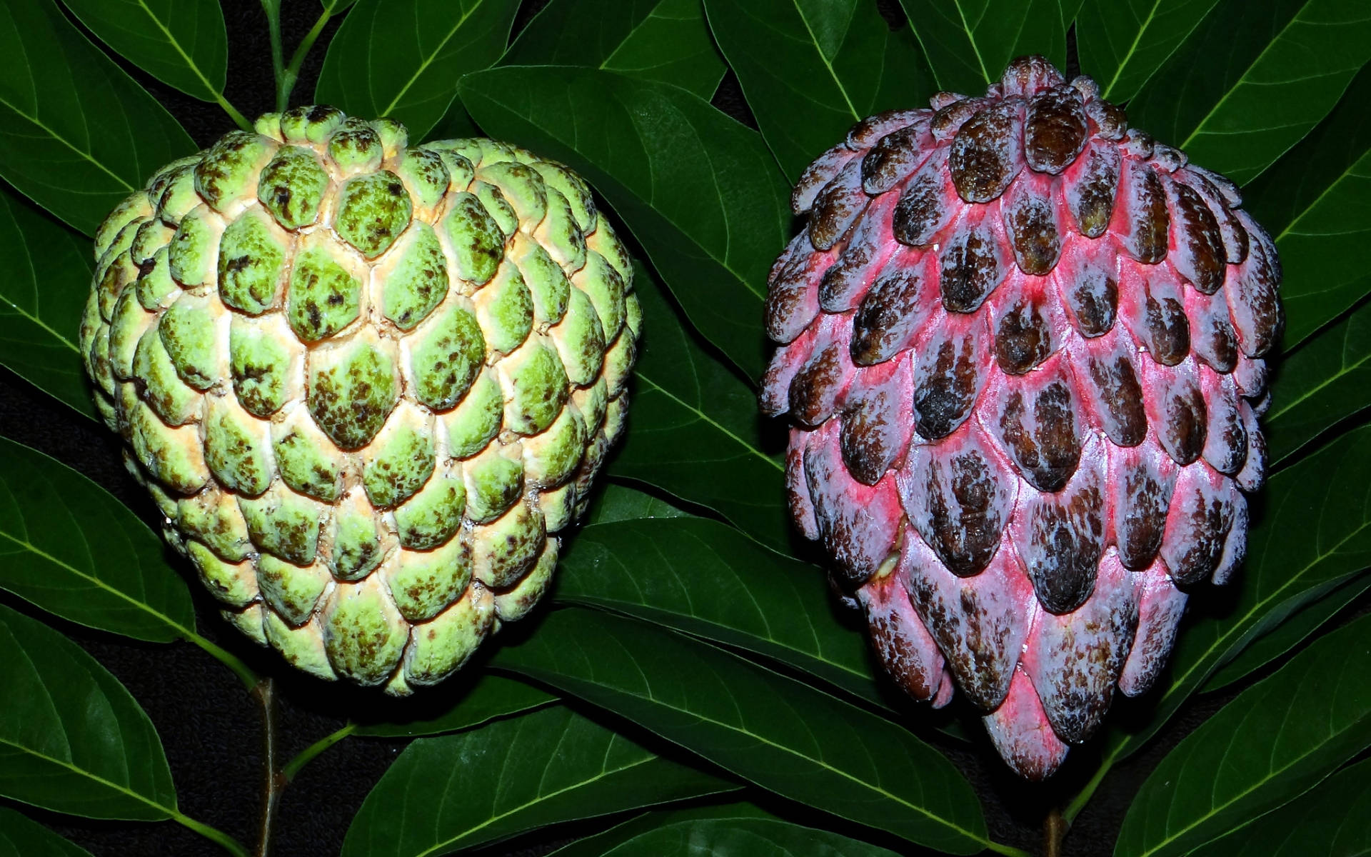 Fruits 桌布 壁紙 — 兩個成熟的刺果番荔枝，一個綠色，一個粉紫色，放在深綠色葉子上，光線柔和。