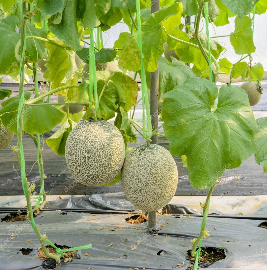 Fruits 桌布 壁紙 — 兩個成熟的哈密瓜掛在藤蔓上，周圍是茂密的綠葉，下方是黑色塑膠覆蓋物的溫室。