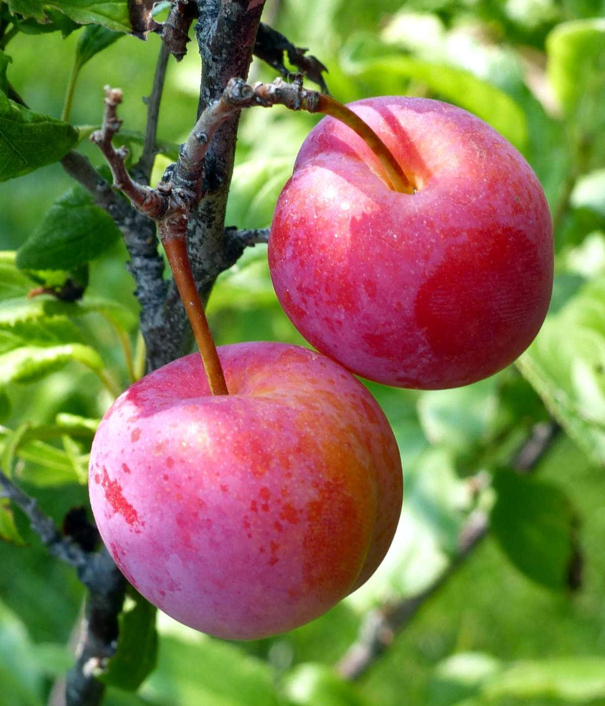 Purple Plums 桌布 壁紙 — 兩個成熟的李子掛在枝頭上，周圍是茂密的綠葉，在明亮的陽光下。
