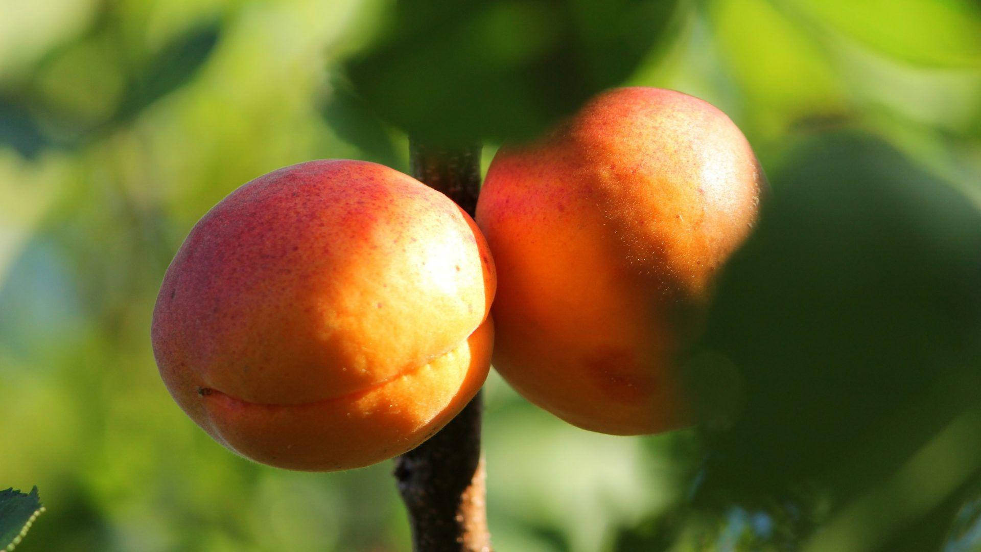Fruits 桌布 壁紙 — 兩個成熟的杏子掛在陽光照射的樹枝上，周圍是茂密的綠葉。