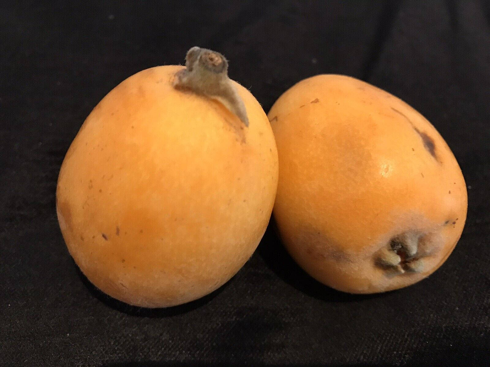 Fruits 桌布 壁紙 — 兩個成熟的枇杷，帶有絨毛的橙色果皮和莖，放在深色紋理布料表面上。