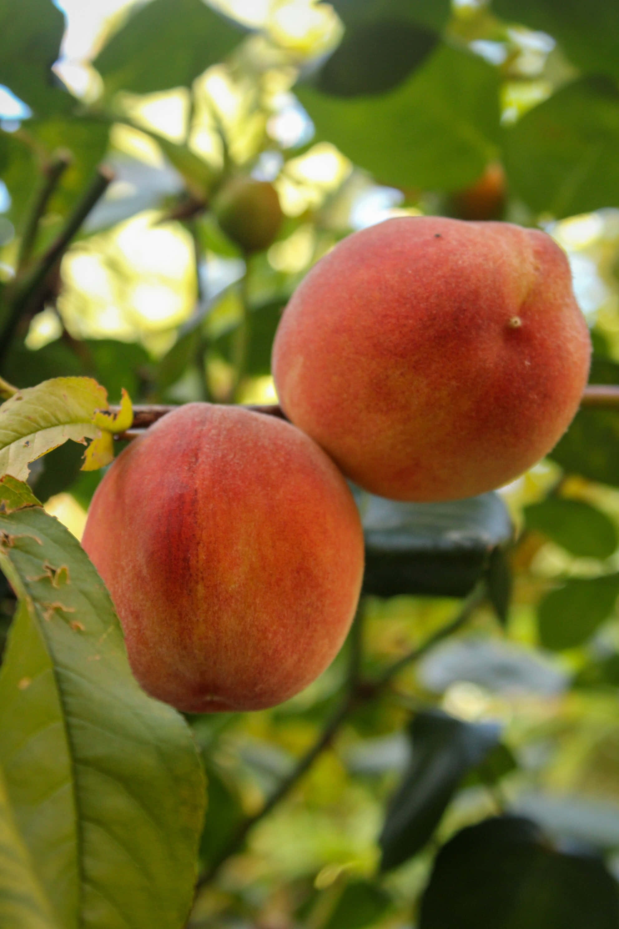 Peaches 桌布 壁紙 — 兩個成熟的桃子掛在樹枝上，周圍是茂密的綠葉，在明亮的陽光下。