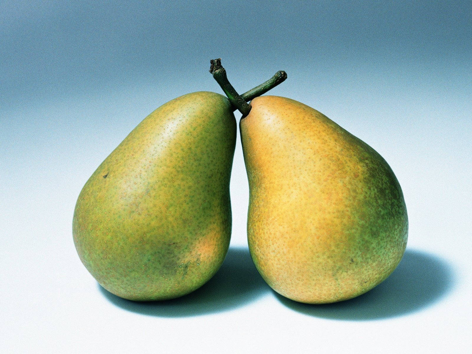 Fruits 桌布 壁紙 — 兩個成熟的梨子，帶有綠色和黃色的皮，並排放在柔和的藍色漸層背景上。