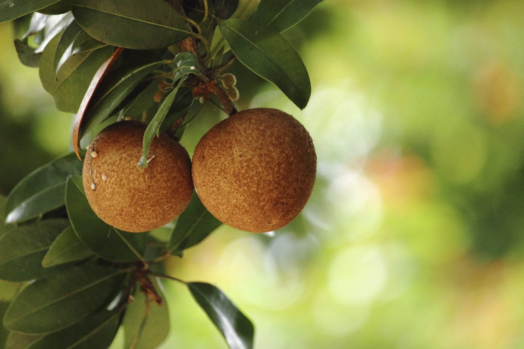 Fruits 桌布 壁紙 — 兩個成熟的棕色山竹從茂密的綠色樹枝上垂下，背景柔和散景。