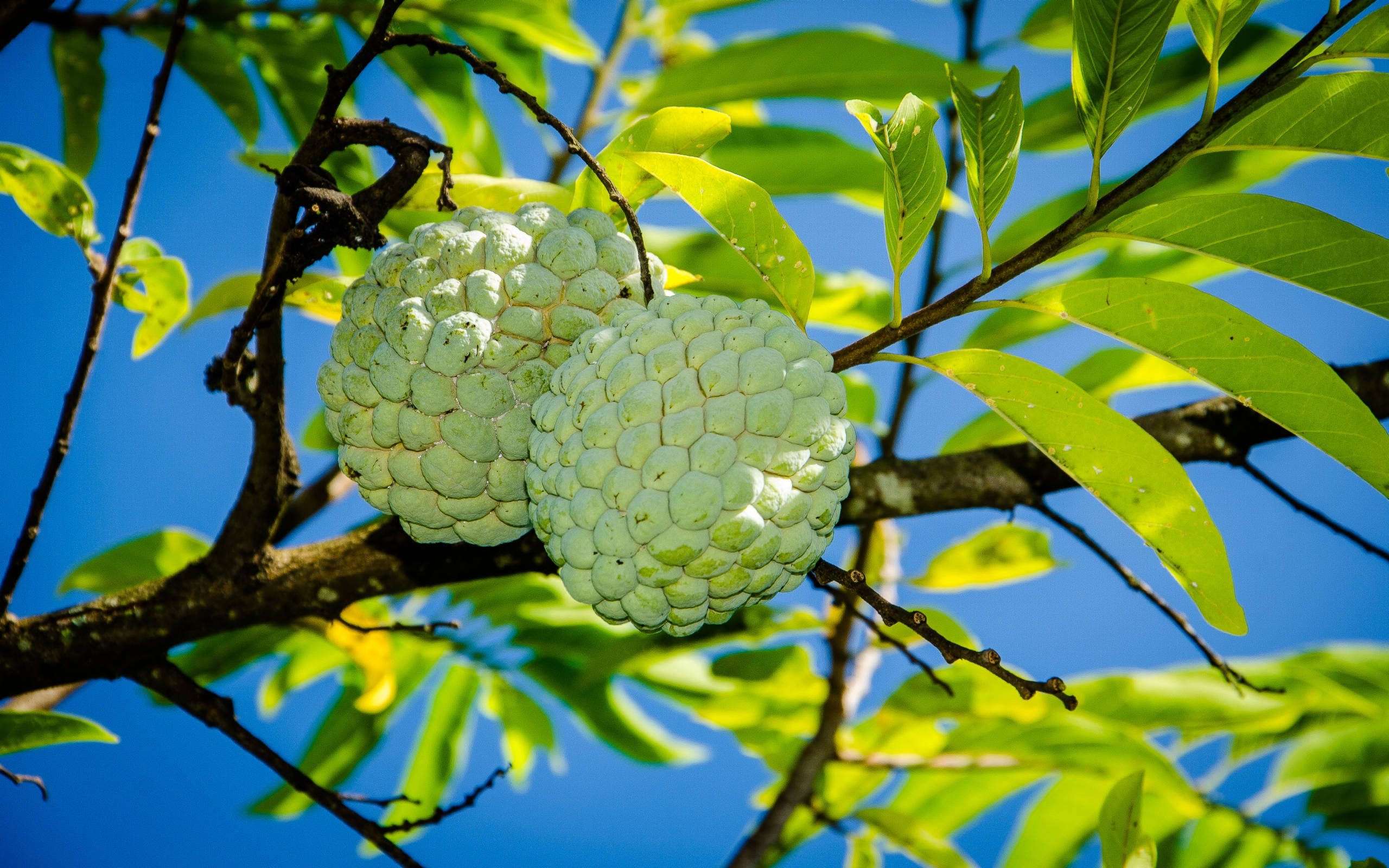 Fruits 桌布 壁紙 — 兩個成熟的牛心果掛在樹枝上，襯著陽光照射的綠葉和鮮豔的藍天。