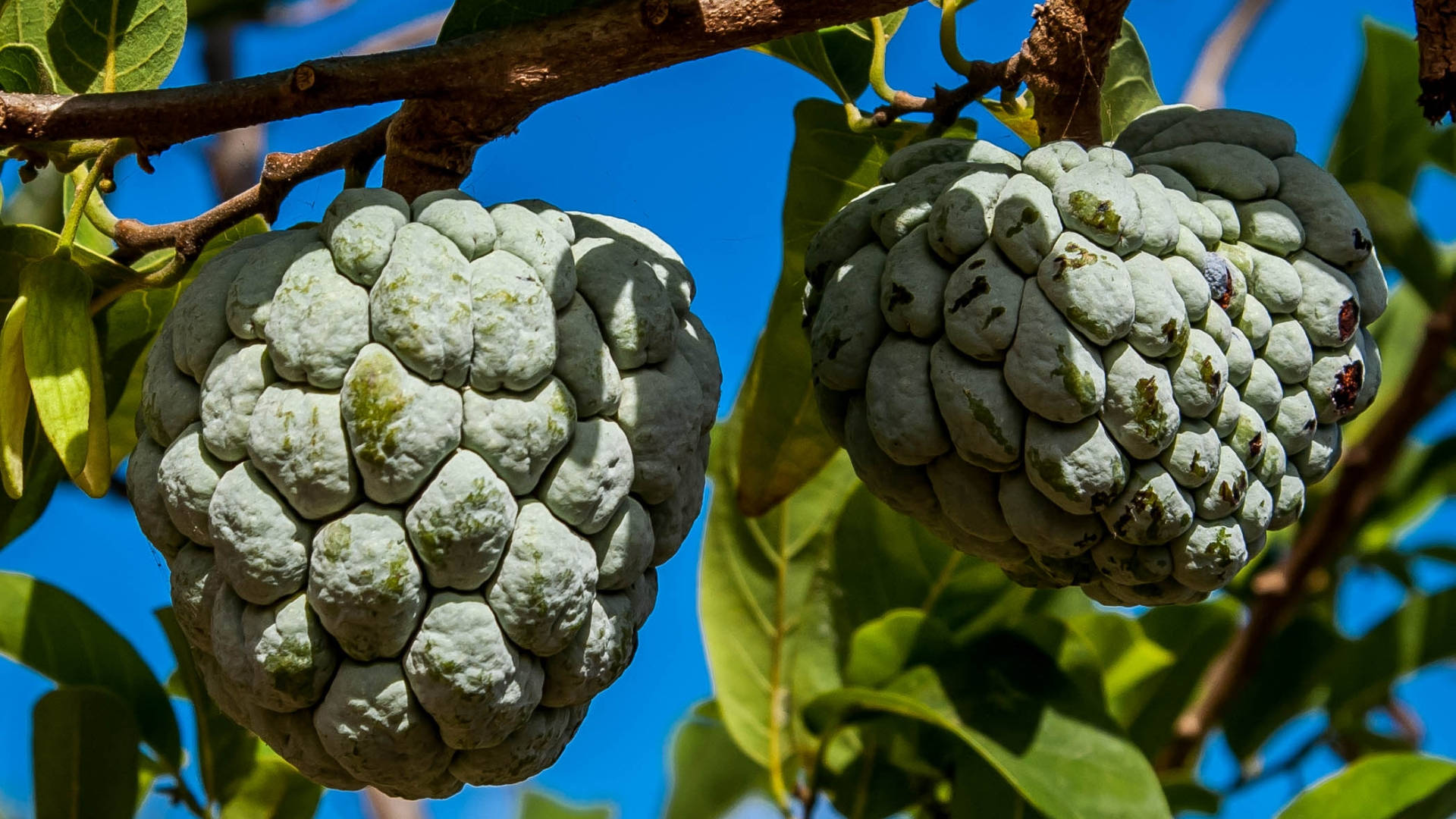 Fruit 桌布 壁紙 — 兩個成熟的牛心果掛在樹枝上，襯著明亮的藍天和綠葉。
