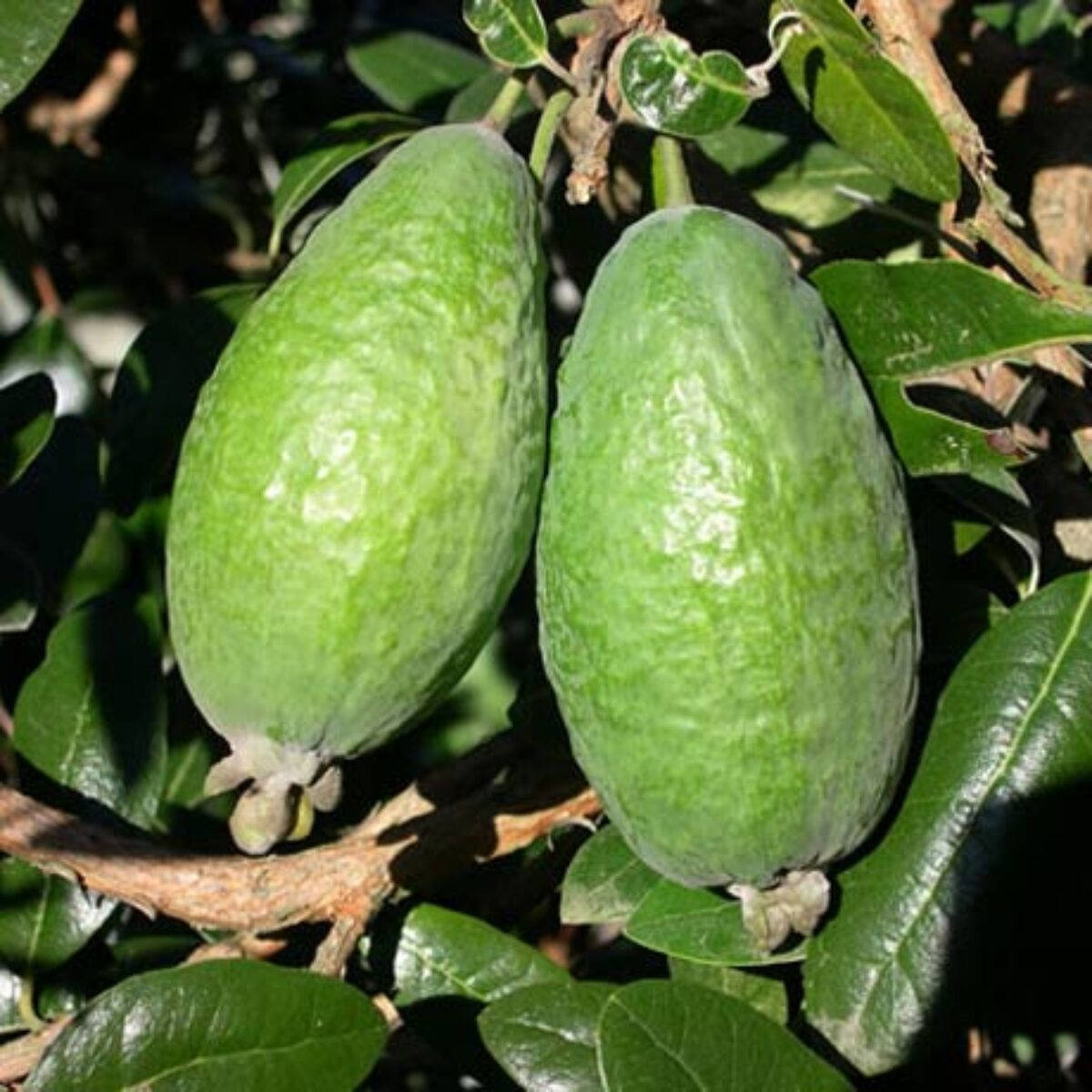 Fruit 桌布 壁紙 — 兩個成熟的綠色菲油果掛在樹枝上，周圍有光澤的葉子，在斑駁的陽光下。