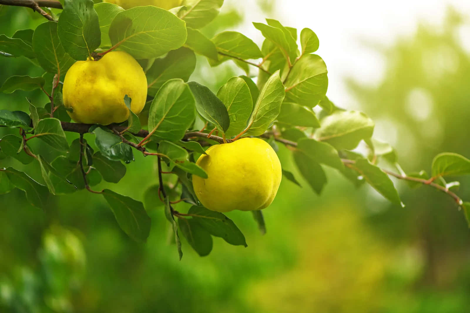 Quince 桌布 壁紙 — 兩個成熟的黃色榲桲掛在沐浴在柔和金色陽光下的樹枝上。