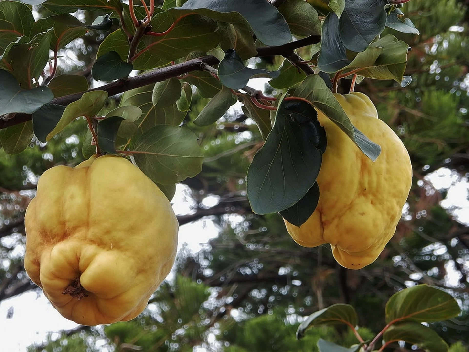 Quince 桌布 壁紙 — 兩個成熟的黃色榲桲果實沉甸甸地掛在枝葉茂密的樹枝上，背景是柔和模糊的綠色。