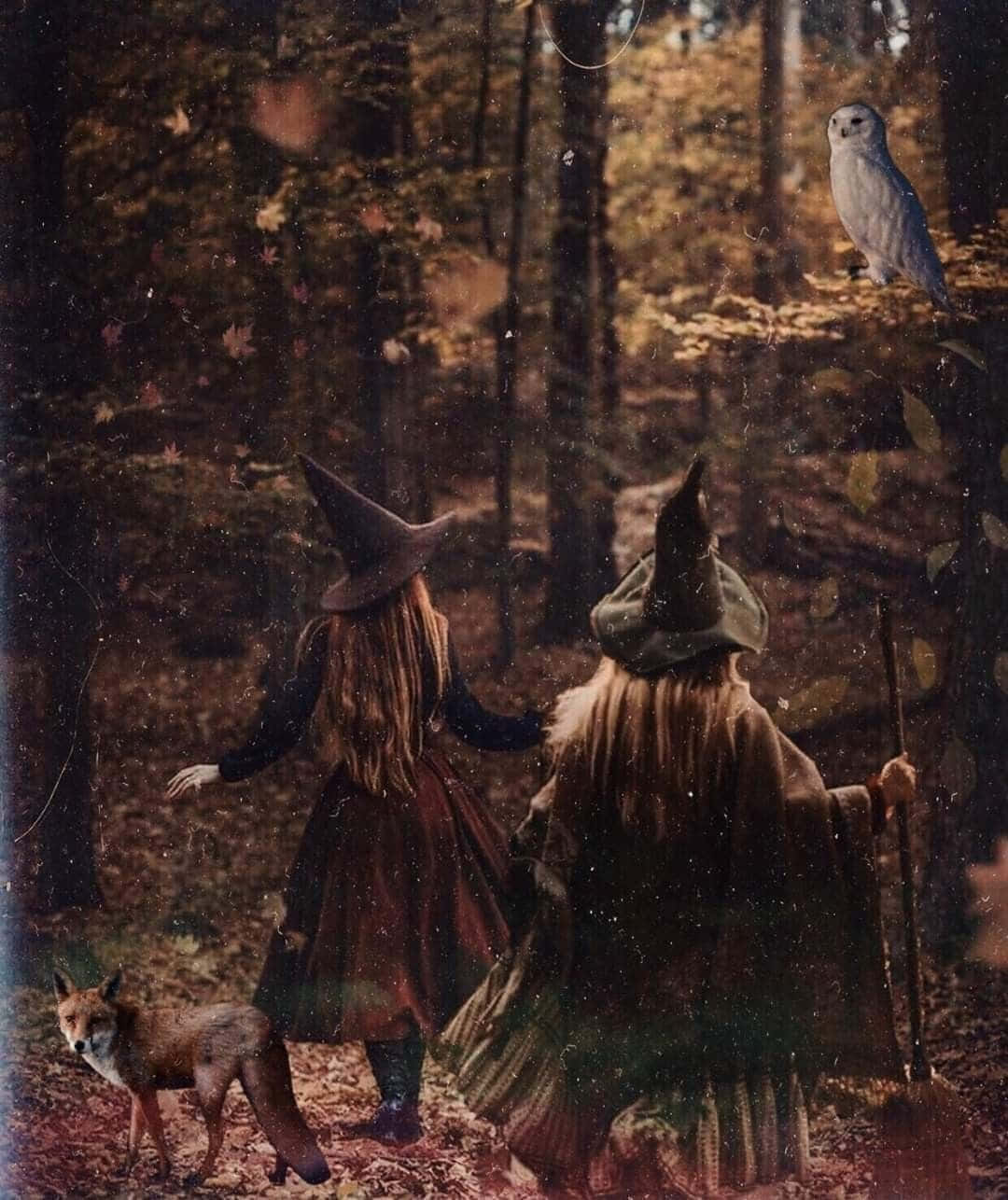 Witch Costumes 桌布 壁紙 — 兩個戴尖帽的女巫穿過迷霧秋林，附近有一隻狐狸和一隻雪鴞。