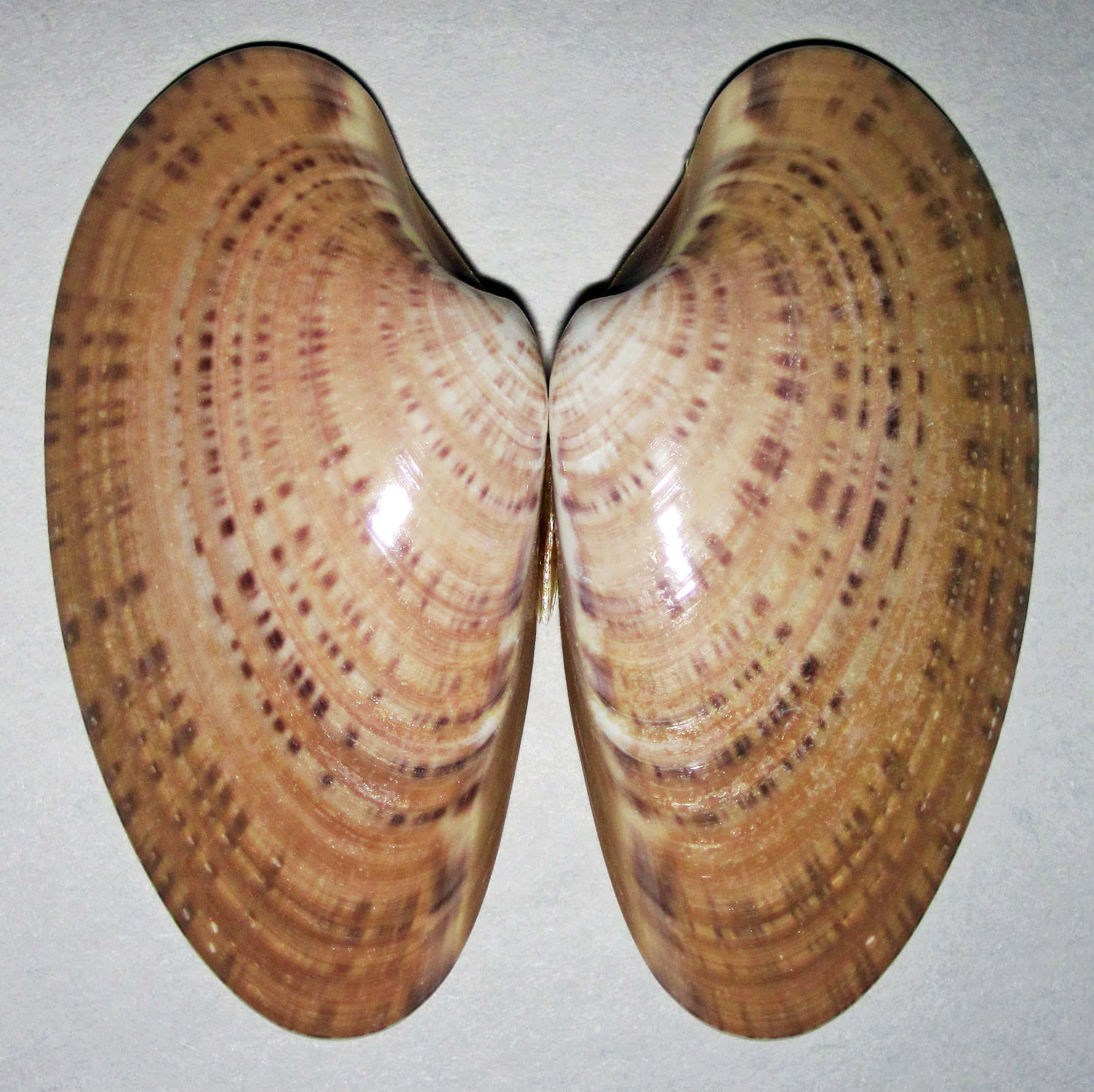 Clam Shell 桌布 壁紙 — 兩個打開的蛤蜊殼，帶有同心圓的棕色和米色圖案，靠在純淺灰色背景上。