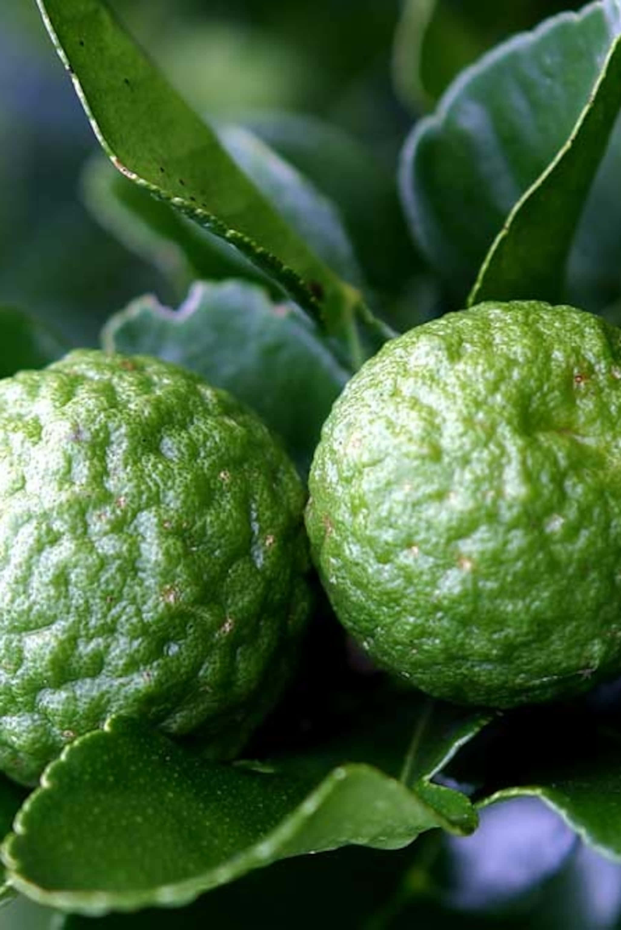 citrus 桌布 壁紙 — 兩個有紋理的綠色金橘掛在光澤的葉子之間，背景柔和散景。