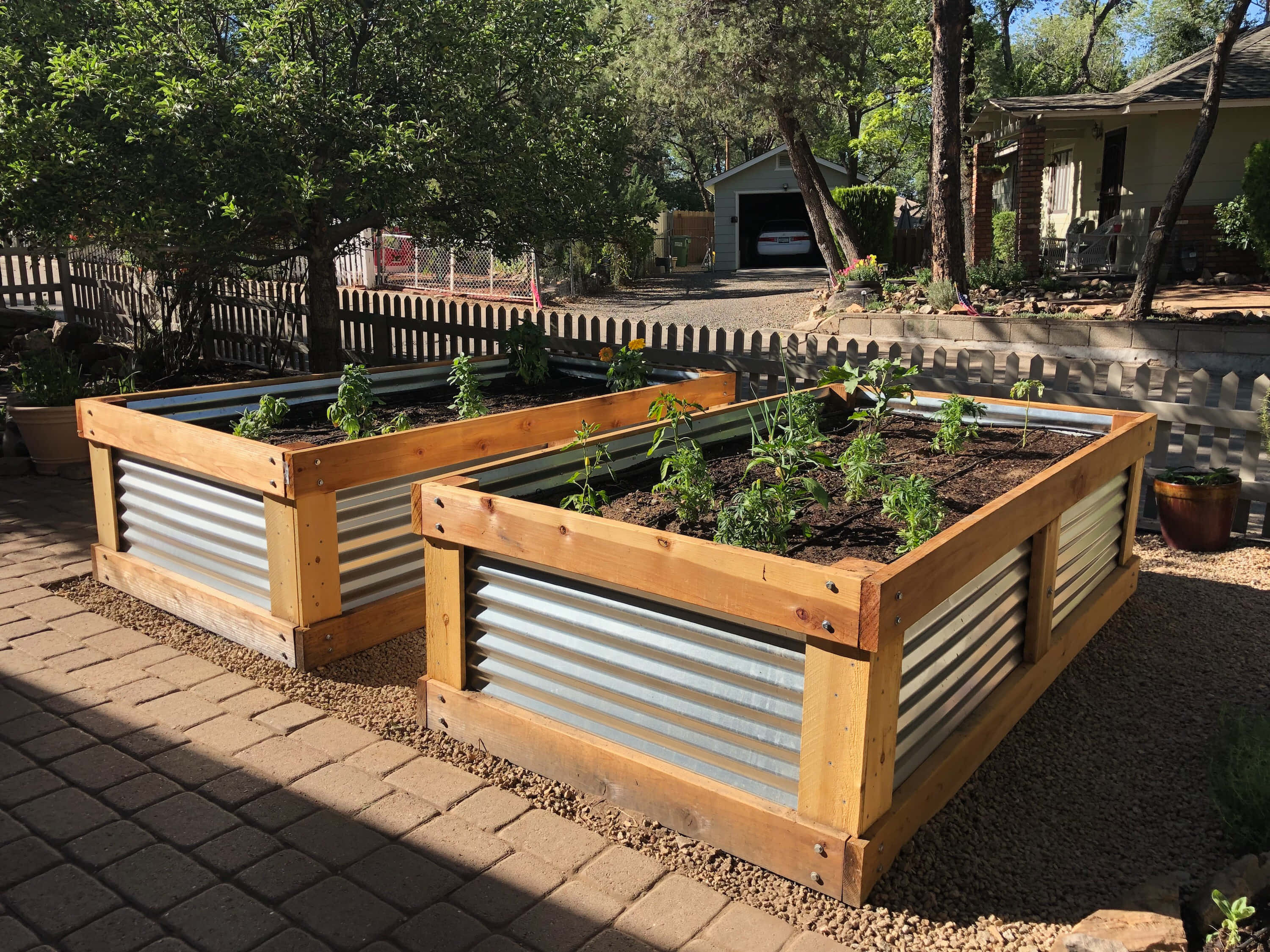 Garden Bed 桌布 壁紙 — 兩個木製高架花園床，帶有波紋金屬側面，裝滿土壤和年輕的綠色植物，在明亮的陽光下放在磚砌庭院中。