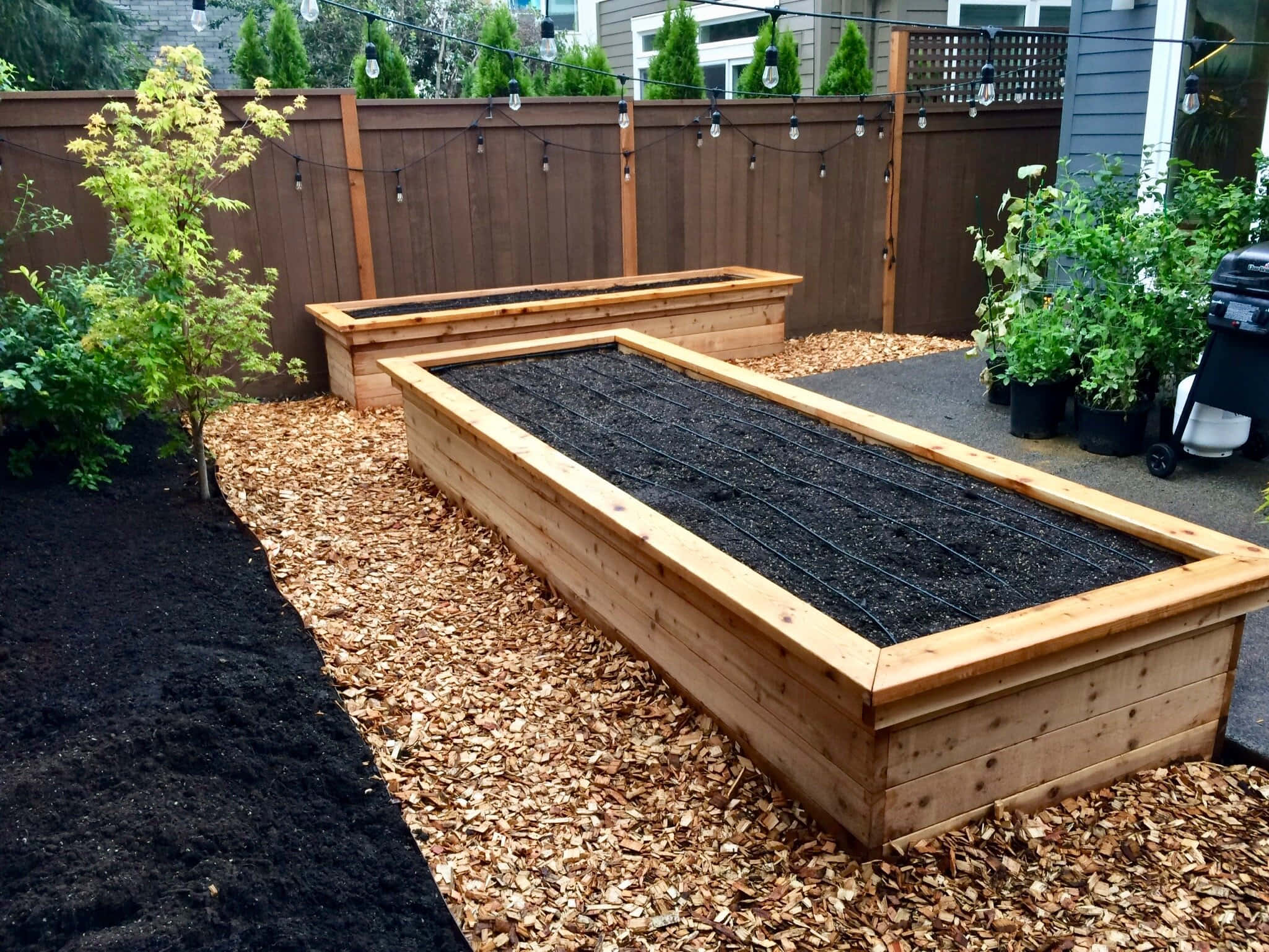 Garden Bed 桌布 壁紙 — 兩個木製高架花園床，裝滿深色土壤和灌溉管線，放置在木屑覆蓋物上，位於有圍欄的後院，配有燈串和盆栽植物。