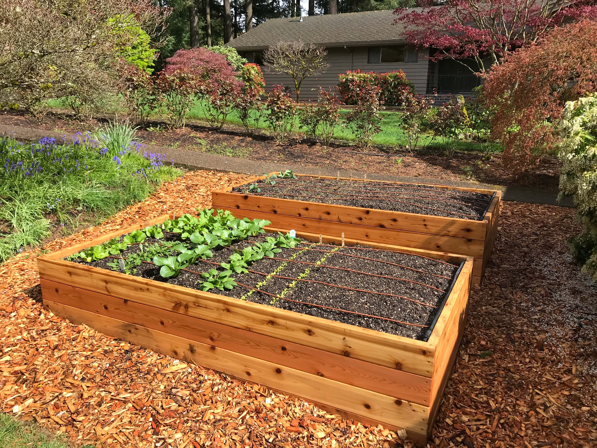 Garden Bed 桌布 壁紙 — 兩個木製高架花床，裡面種滿了年輕的綠色植物和覆蓋物，位於陽光明媚的後院，周圍環繞著色彩繽紛的灌木叢和一棟房子。