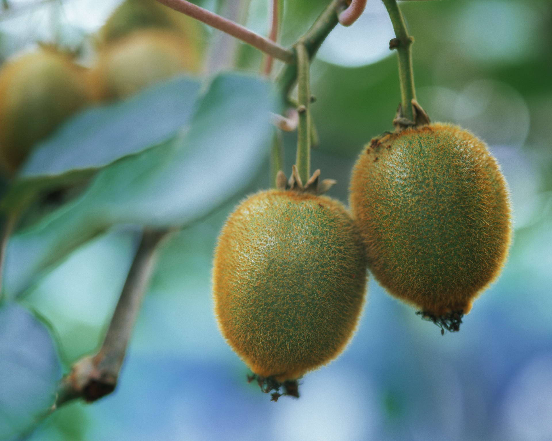 Fruits 桌布 壁紙 — 兩個毛茸茸的奇異果掛在帶有綠葉的藤蔓上，背景是柔和的藍色模糊。