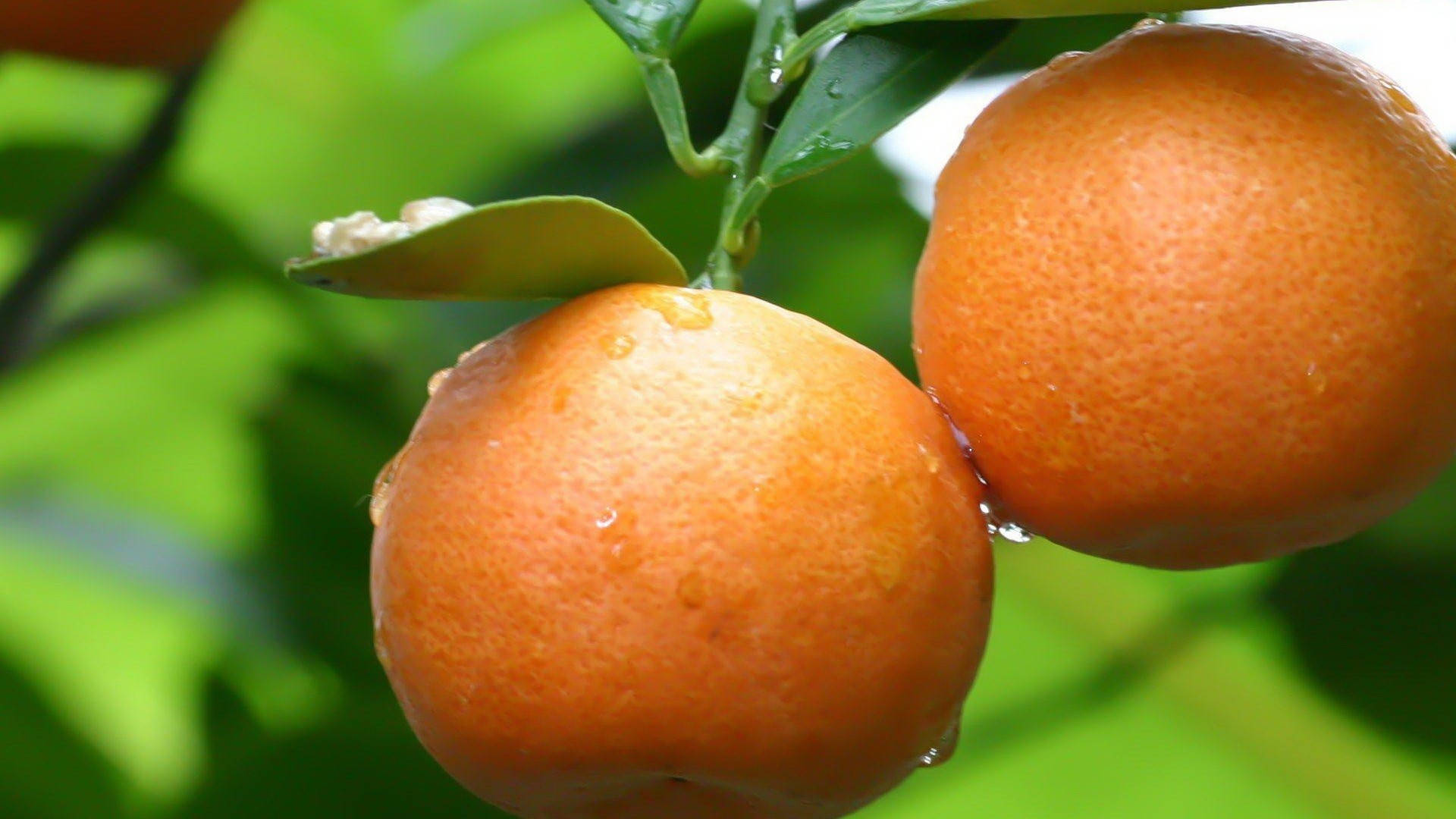 Fruit 桌布 壁紙 — 兩個沾滿露水的柳橙掛在樹枝上，樹枝上有鮮綠的葉子，在明亮的陽光下。
