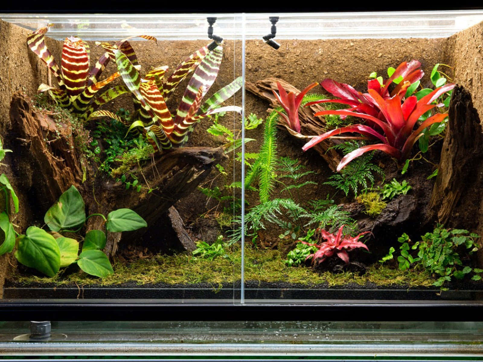 Reptile Tank 桌布 壁紙 — 兩個玻璃容器在明亮燈光下展示色彩鮮豔的鳳梨科植物和蕨類植物，它們依偎在長滿苔蘚的土壤和浮木之間。