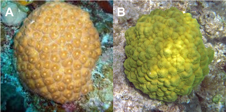 coral 桌布 壁紙 — 兩個球形珊瑚頭，一個橙色紋理，另一個綠色凹凸不平，兩者都棲息在岩石海底上。