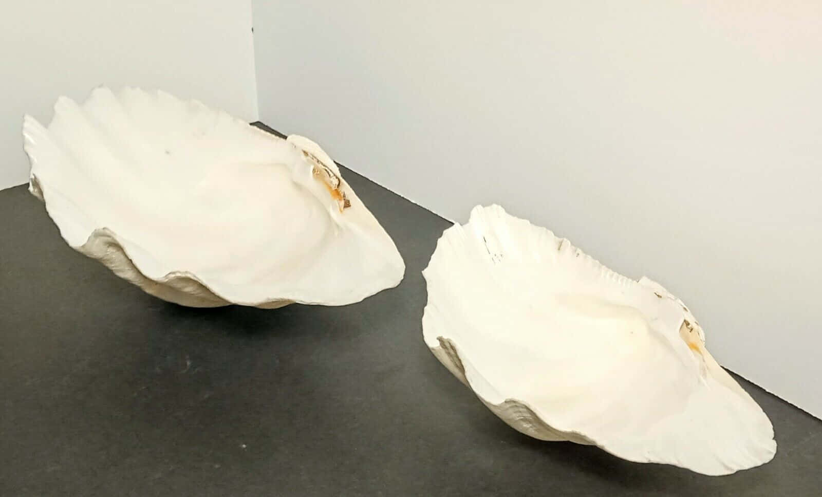 Clam Shell 桌布 壁紙 — 兩個白色大蠔殼放在深灰色表面上，背景是純白牆壁。