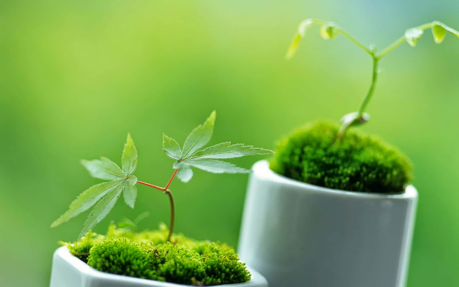 pot 桌布 壁紙 — 兩個白色花盆盛載著充滿活力的綠色苔蘚和嬌嫩的幼苗，背景是柔和模糊的綠色。