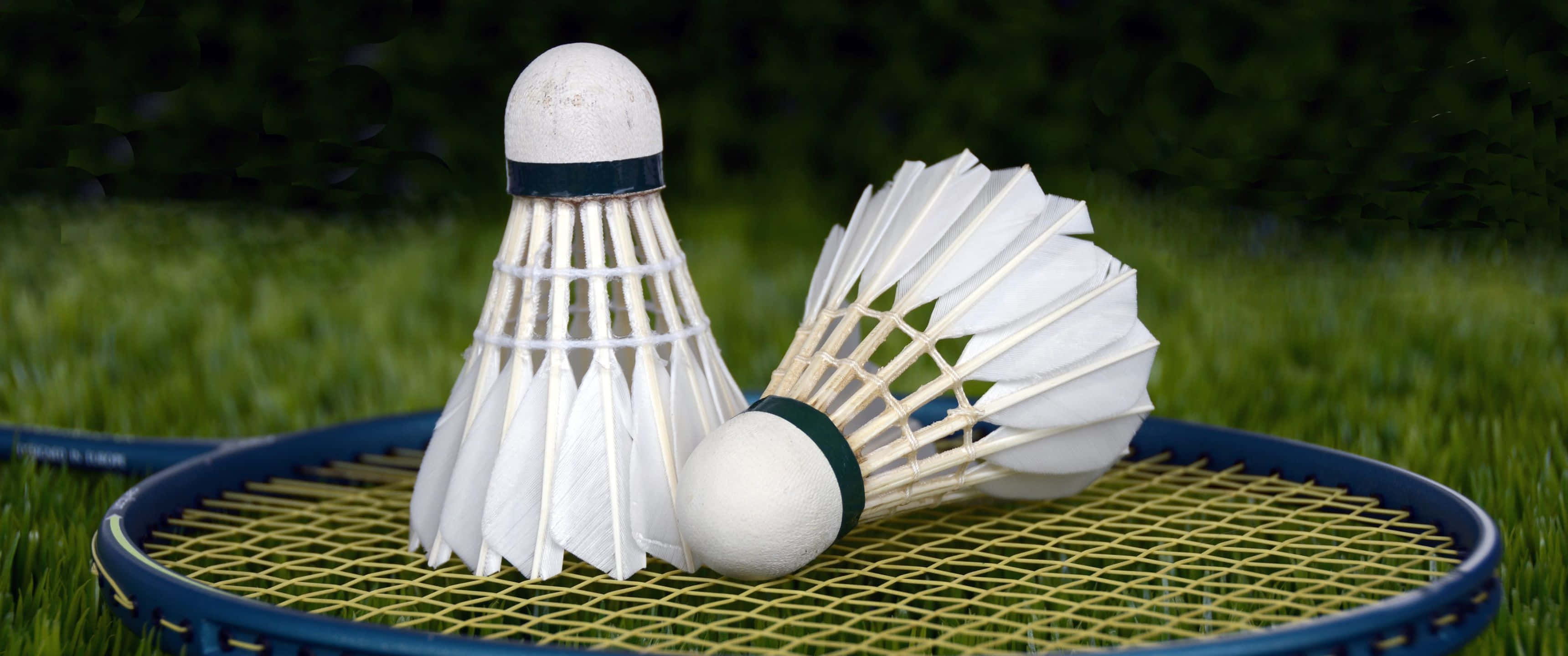 3440x1440p Badminton 桌布 壁紙 — 兩個磨損的白色羽毛球放在一個藍黃色的羽毛球拍上，球拍則放在鮮綠色的草地上。