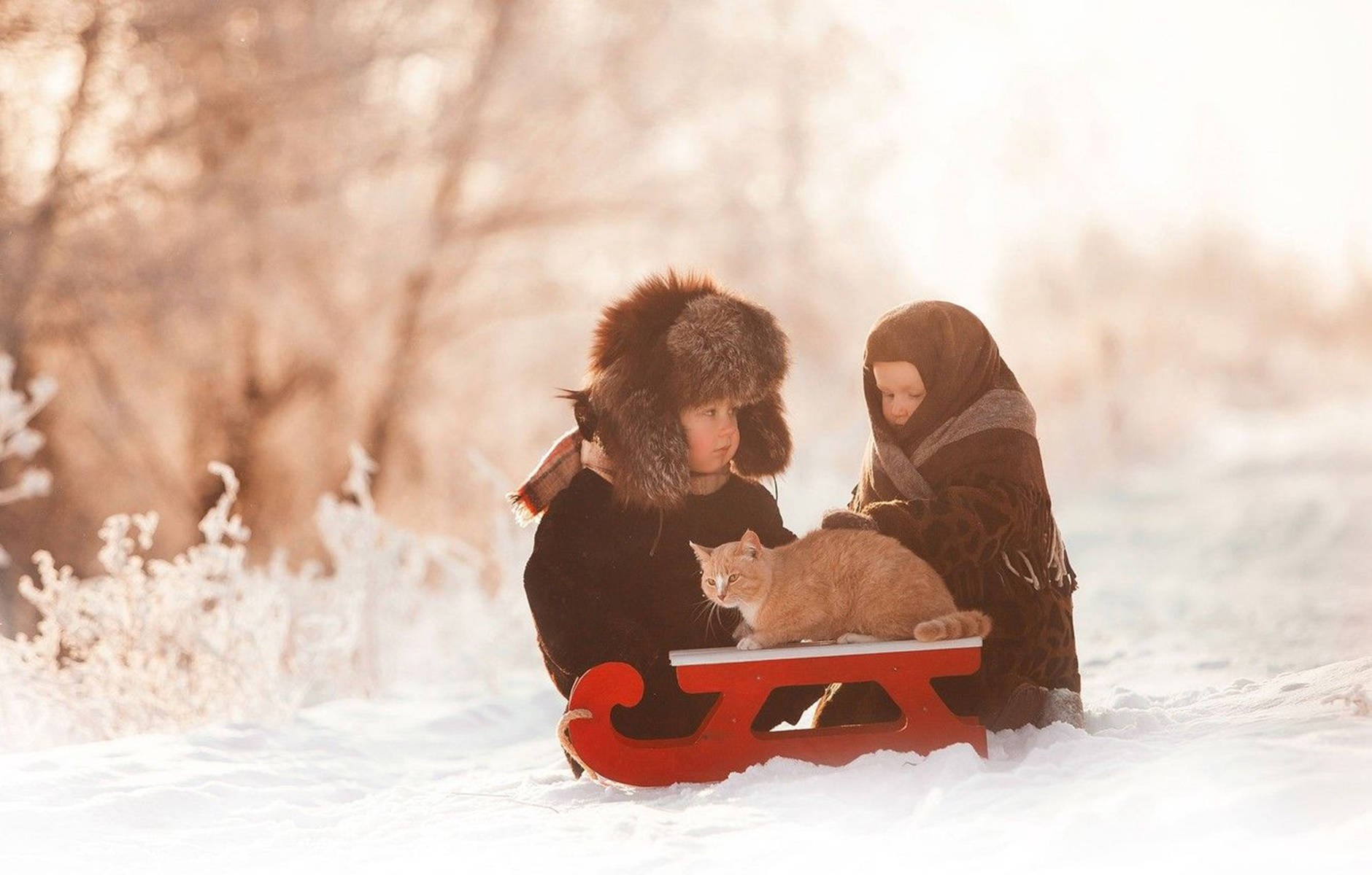 雪 桌布 壁紙 — 兩個穿著冬季裝備的孩子坐在紅色雪橇上，旁邊有一隻薑黃色的貓，身處被金色夕陽籠罩的雪林之中。